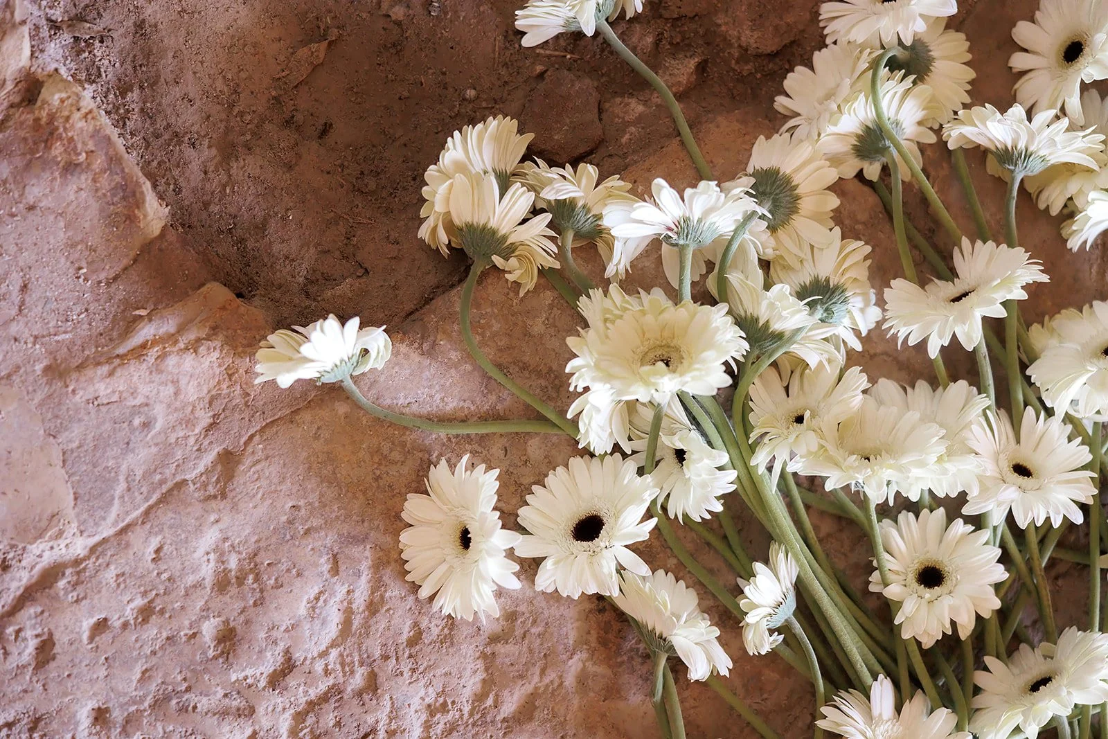 Flores blancas tipo gerbera sobre muro de piedra, para la salida de los novios.