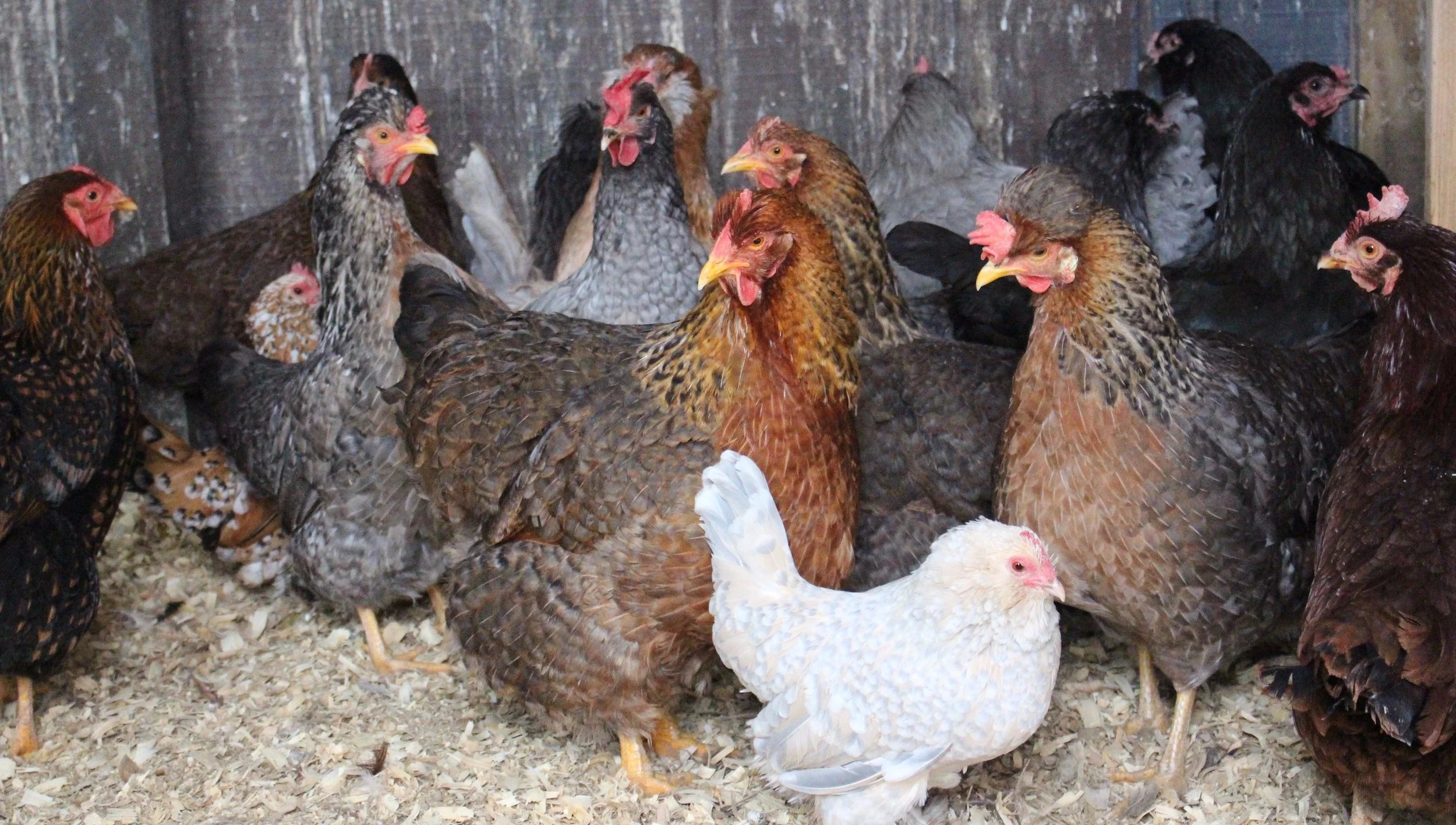A few of our hens we have here at home.