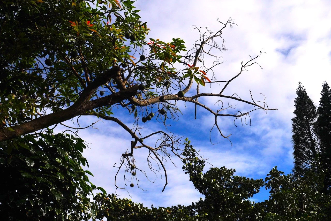 avocadotree.JPG