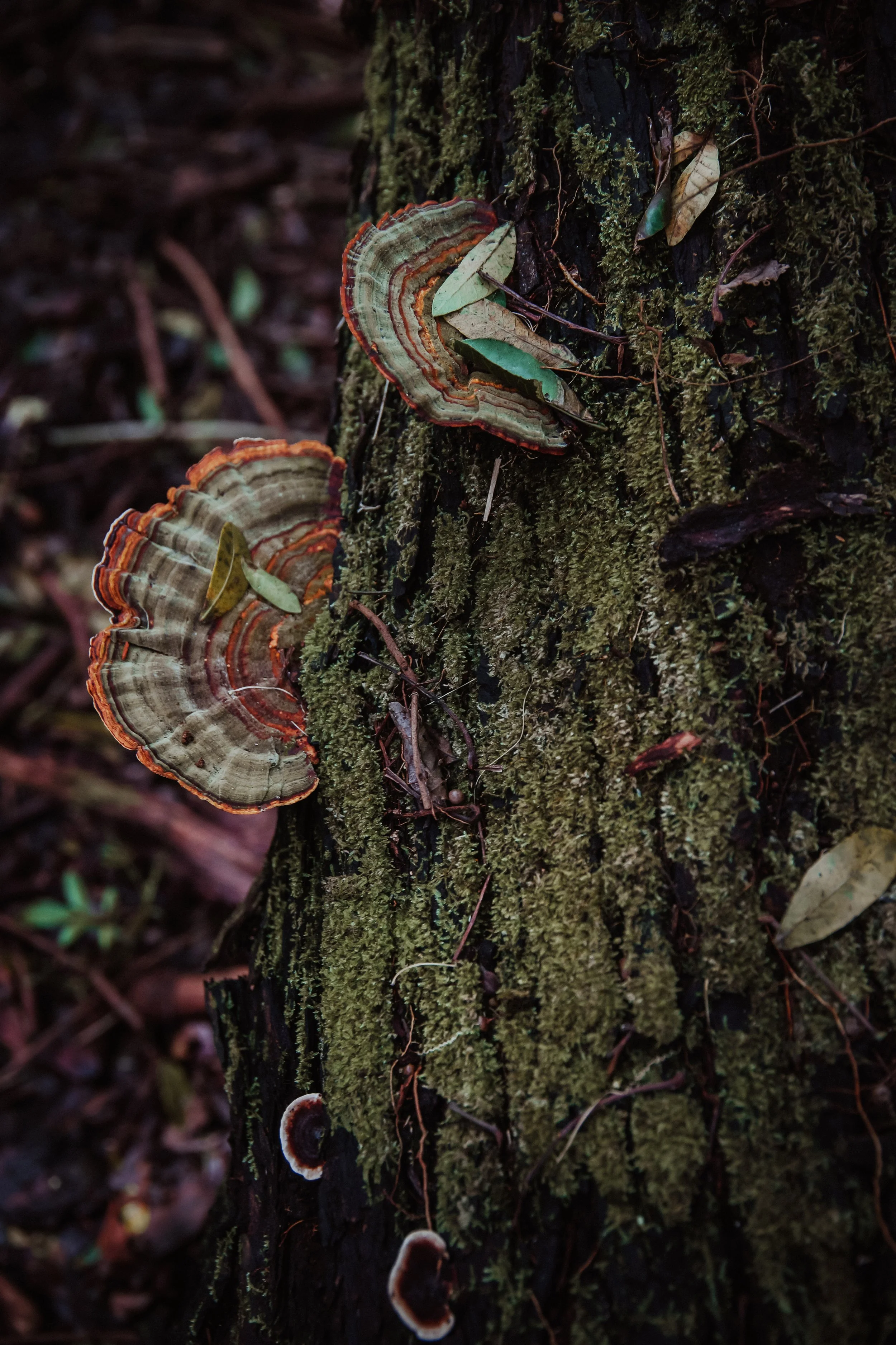 Close-up of tree trunk with green moss and multiple shelf fungi growing on it in a forest setting.