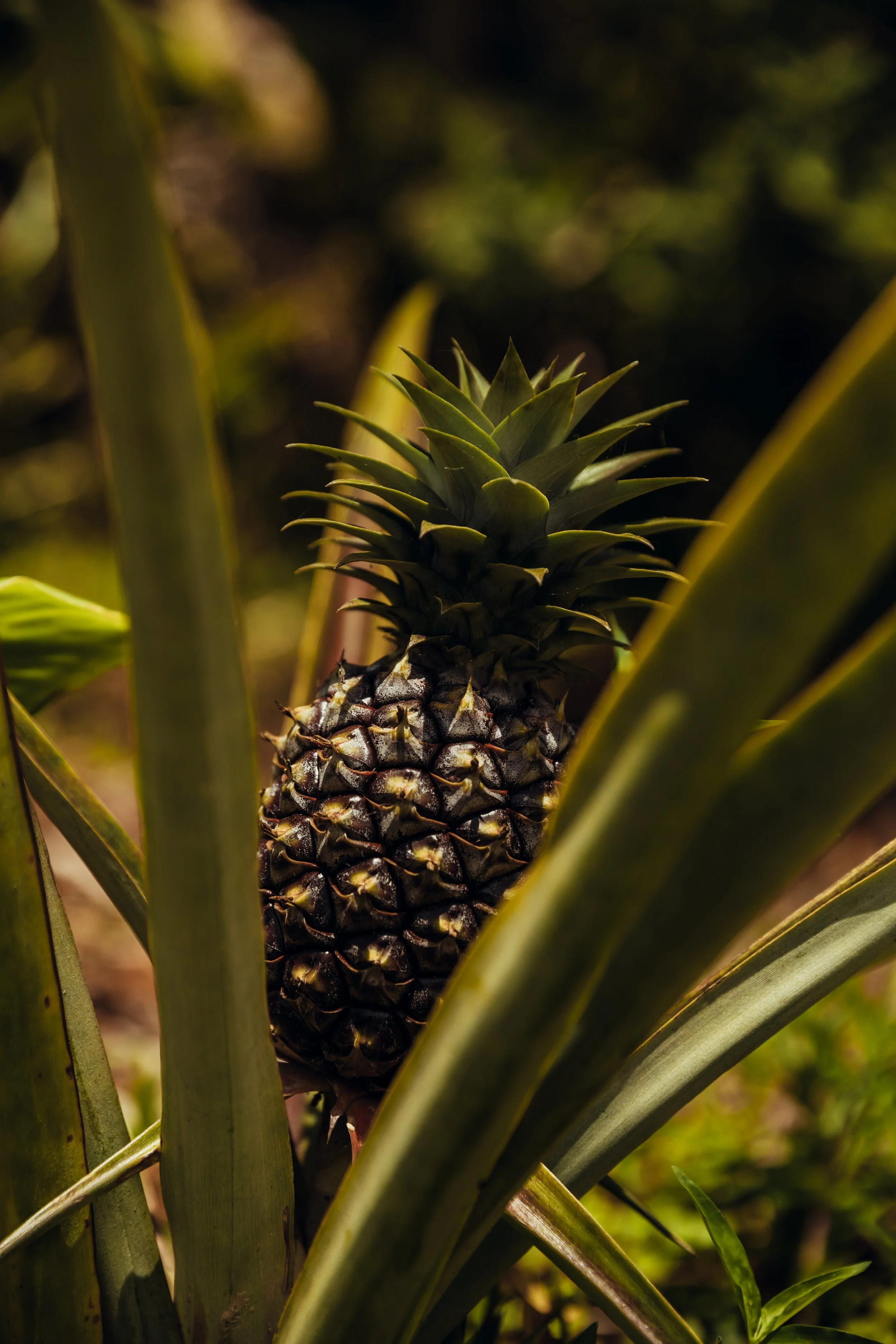 Hawai'i Pineapple