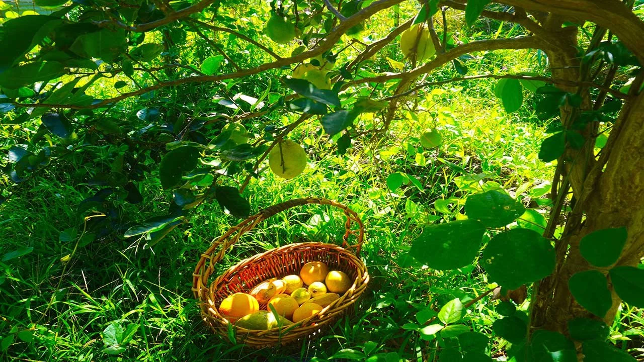 The Food Forest
