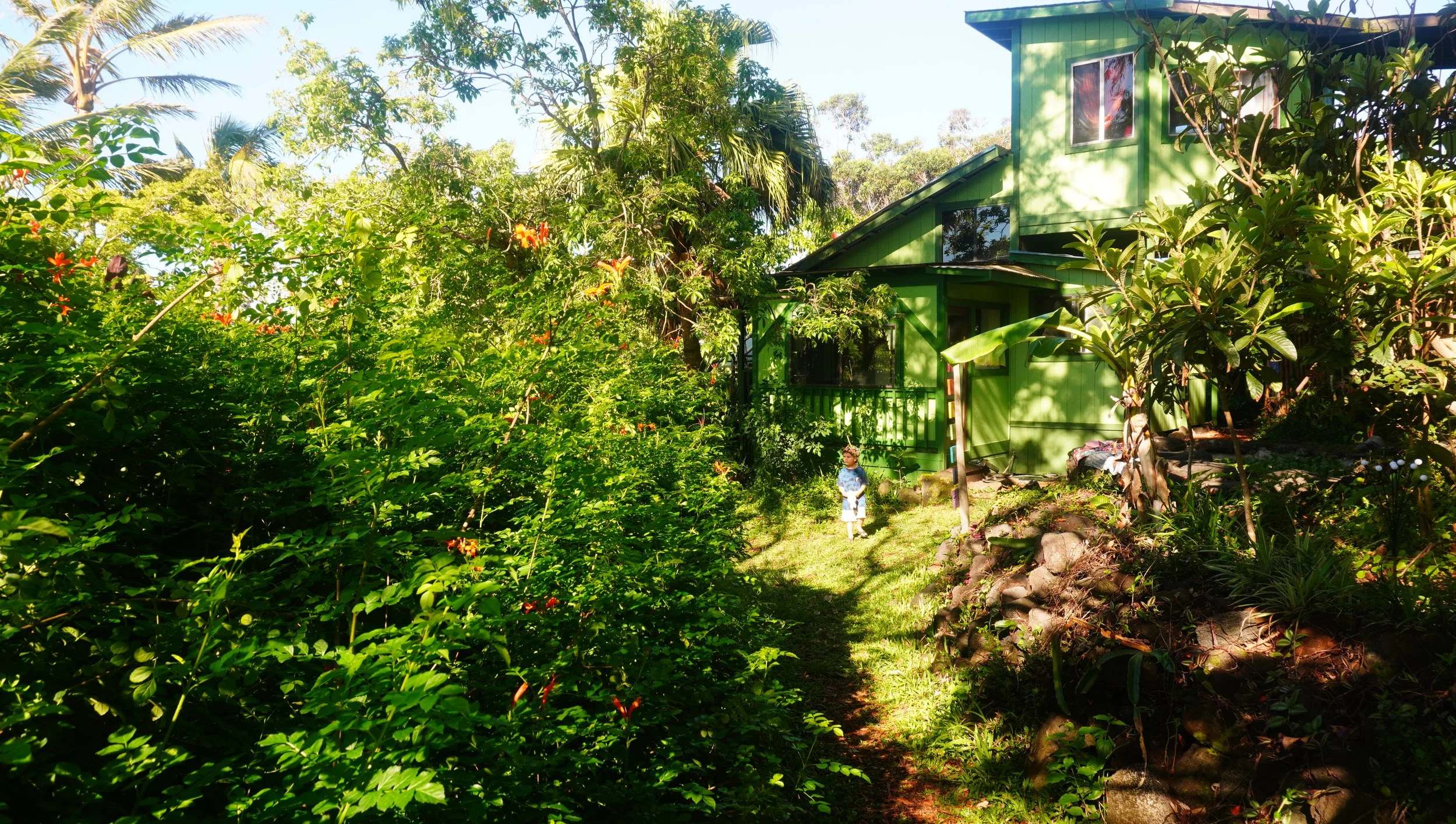 Green house surrounded by lush tropical plants and trees, with a child walking on a grassy path in the yard.