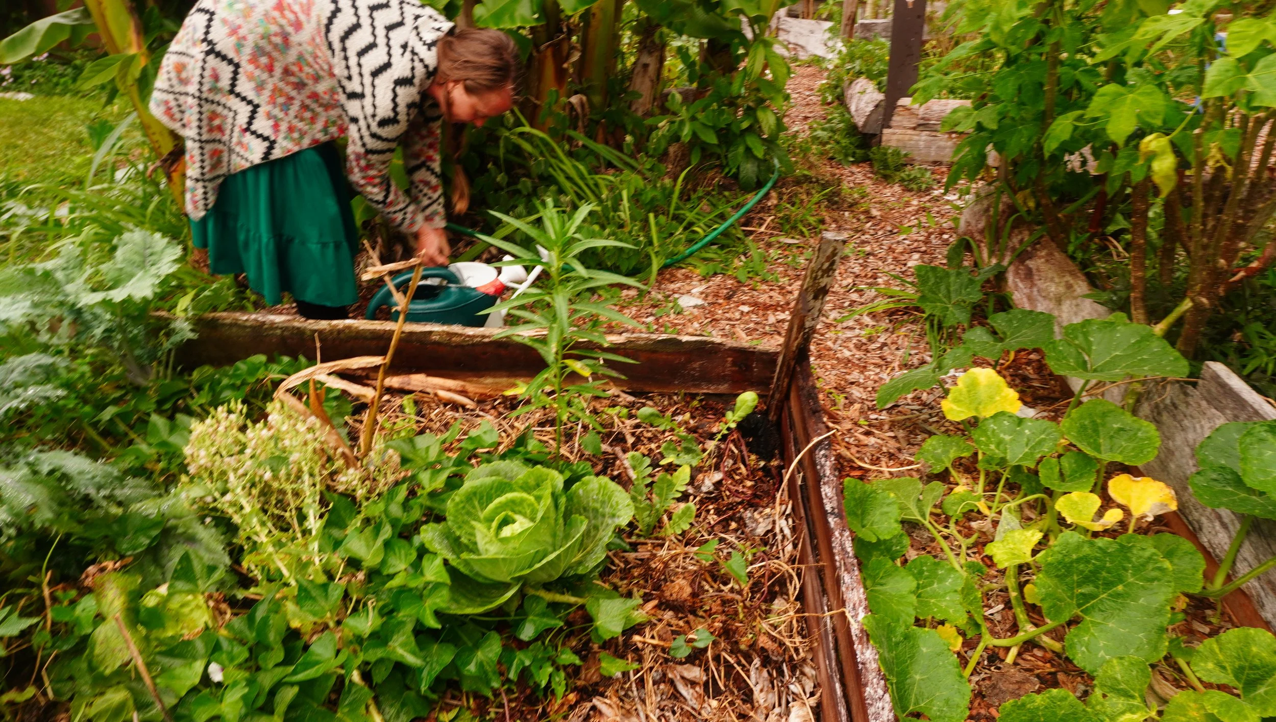 A woman tending to a garden with lush green plants and a wooden border, using a watering can.
