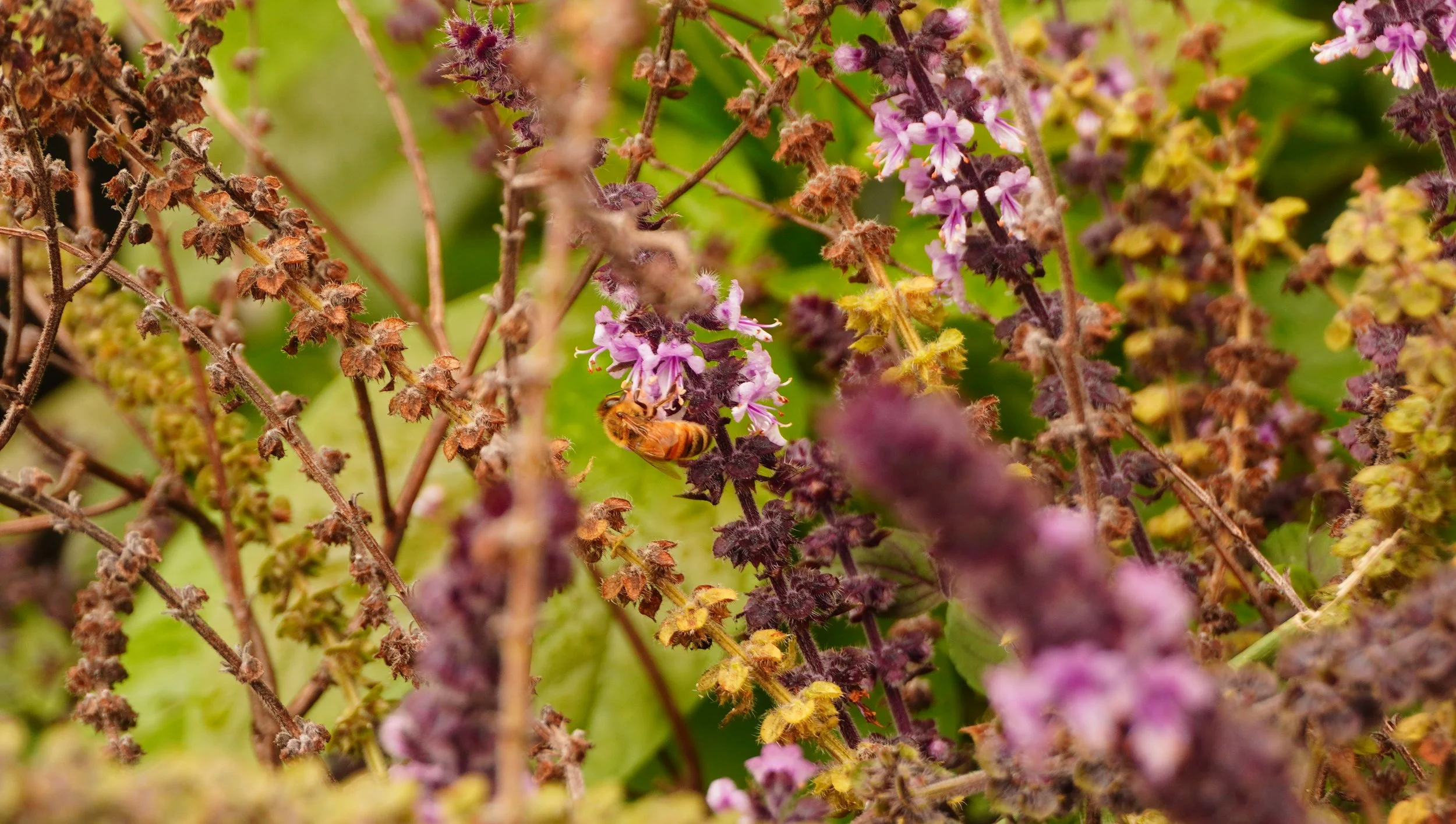 permaculture hawaii