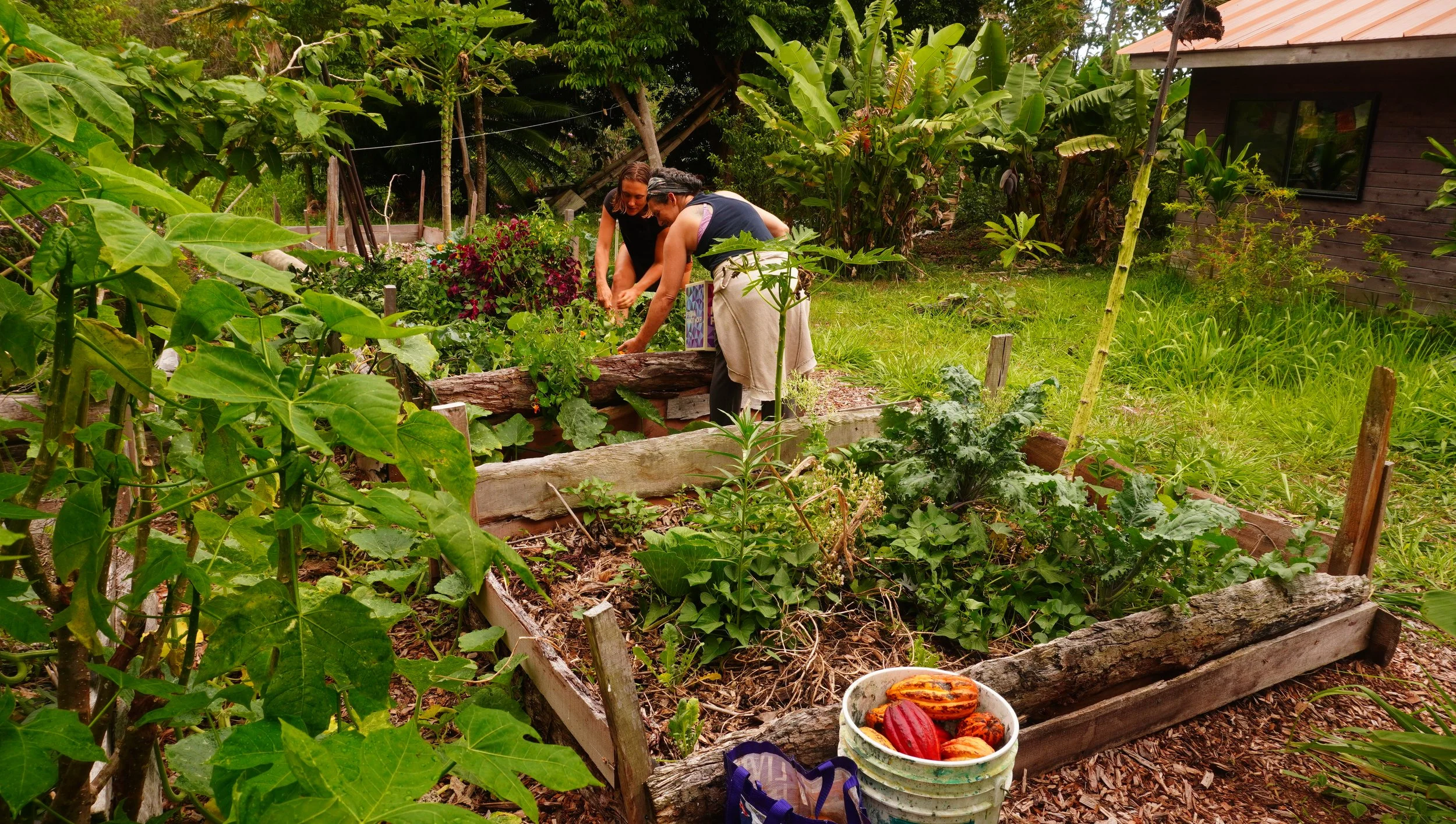 permaculture hawaii