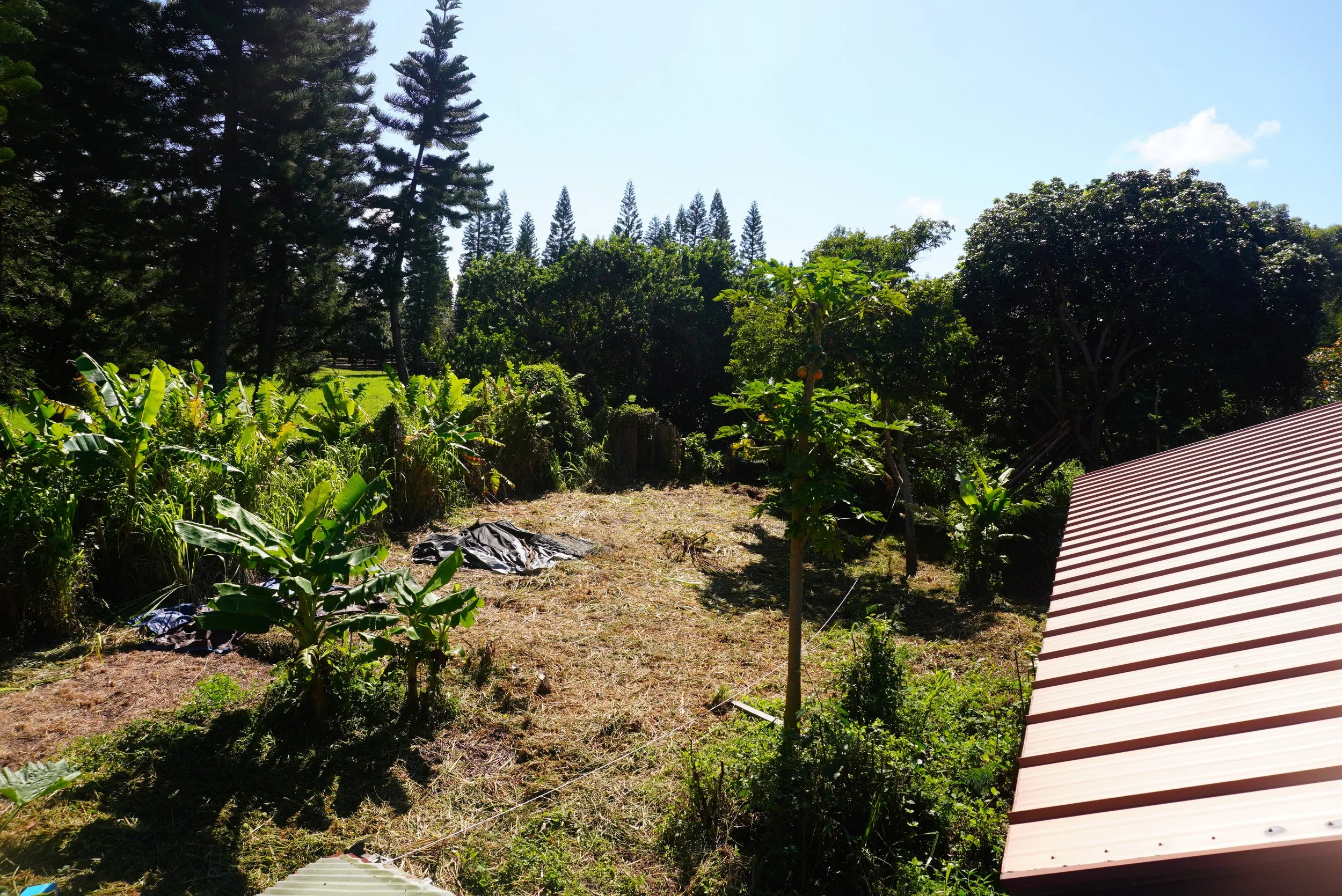 After we cleared the quarter acre of 7ft tall prolific guinea grasses and before we built the gardens