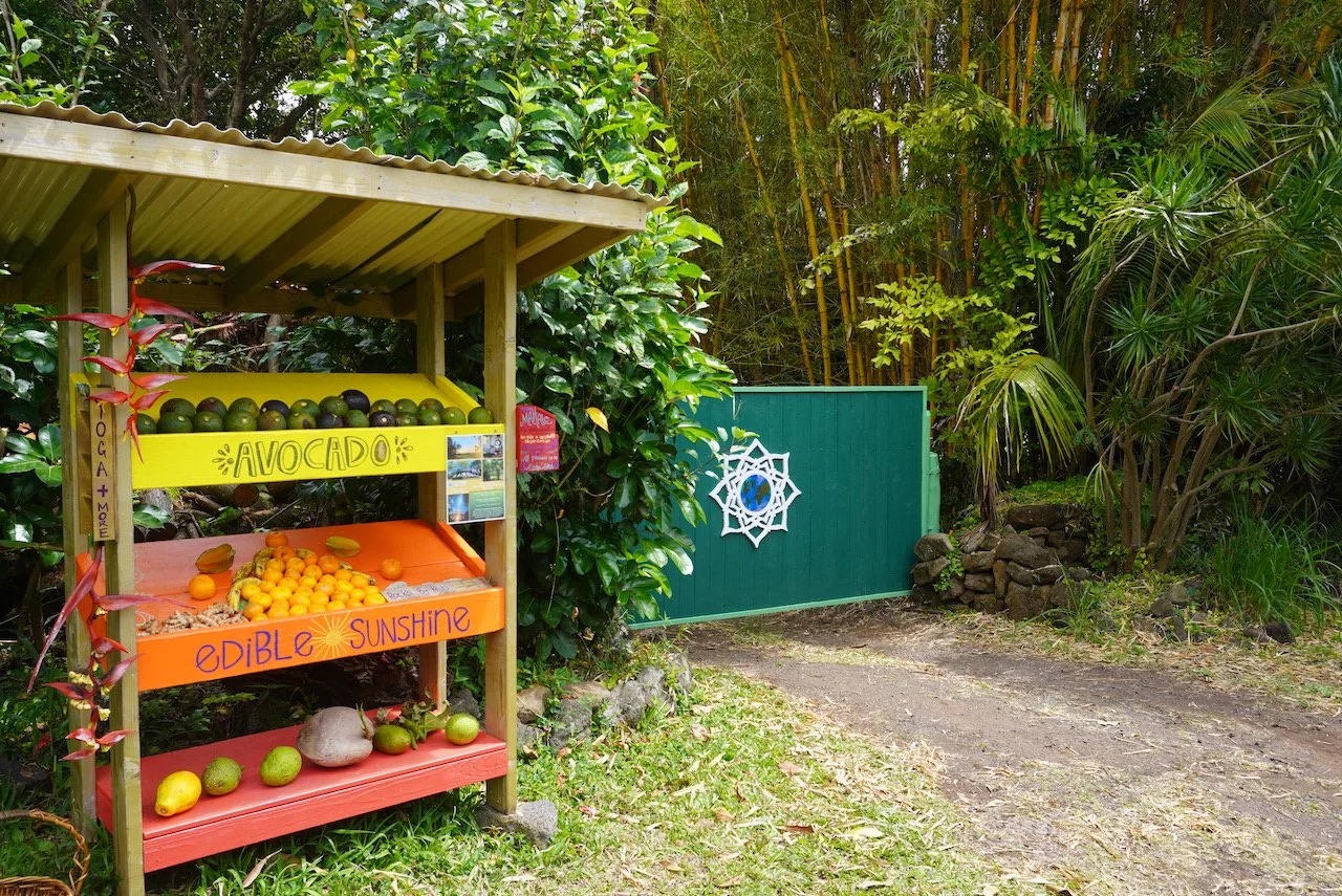 A small outdoor stand with a yellow sign that says gauge avocado, an orange sign that says edible sunshine, and various avocados and citrus fruits on display, located next to a green gate with a decorative white spider web design, surrounded by lush 
