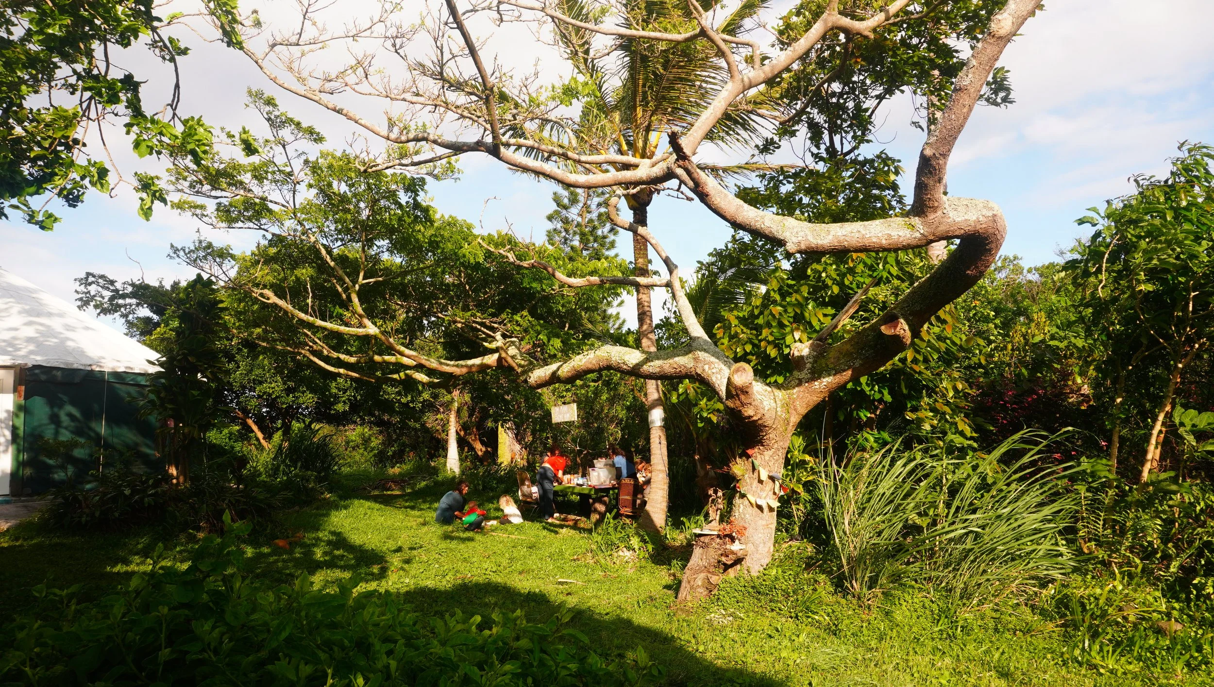People gathered outdoors in a lush green garden with a large, twisted tree, tents, and various plants, enjoying a daytime outdoor event.
