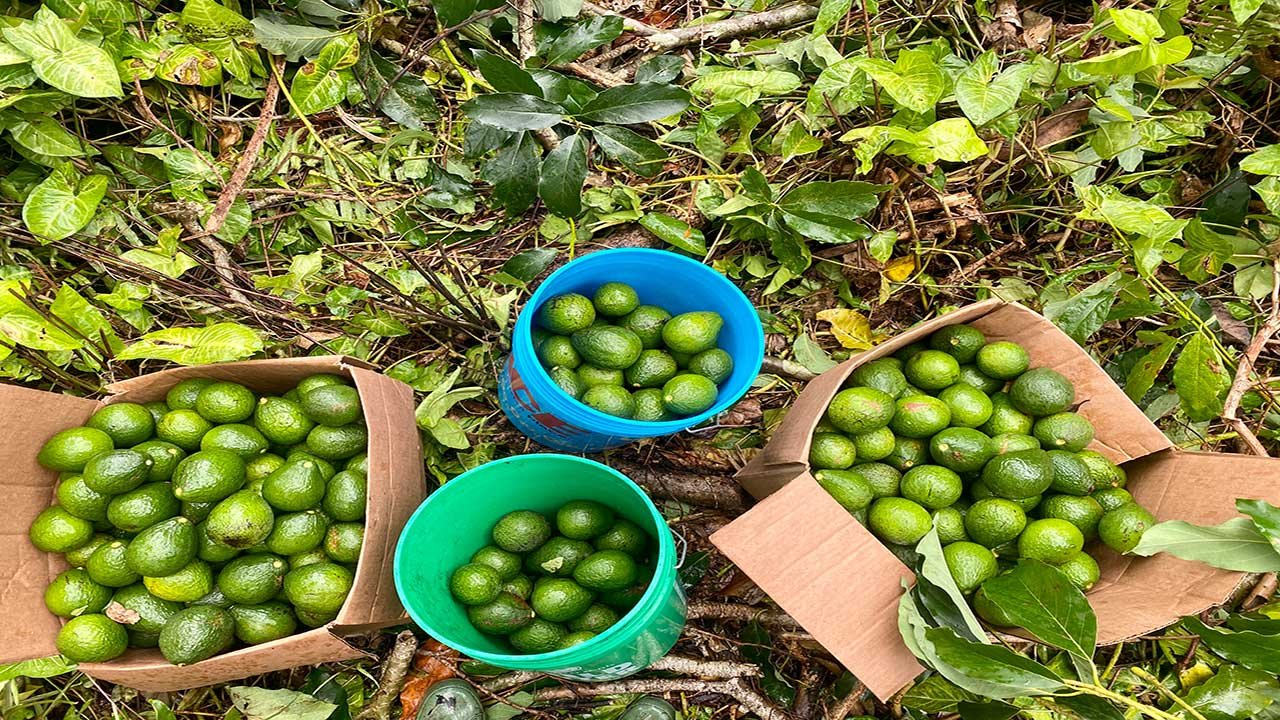 avocados.jpg