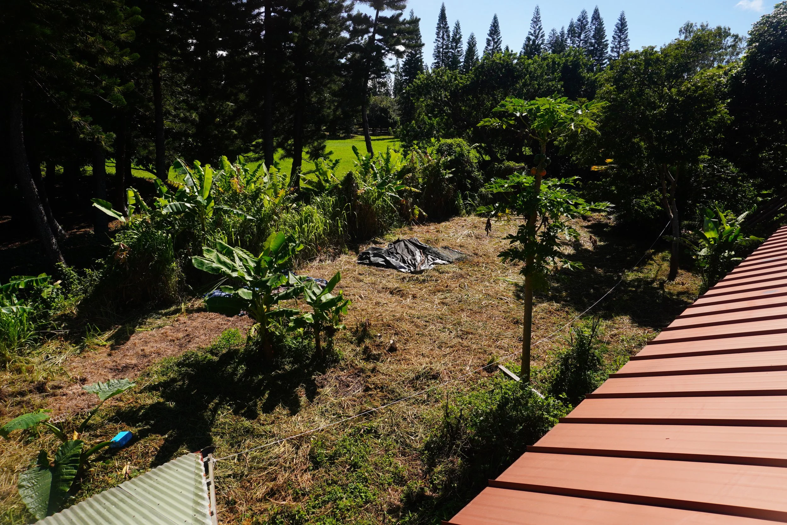 After we cleared the quarter acre of 7ft tall prolific guinea grasses and before we built the gardens