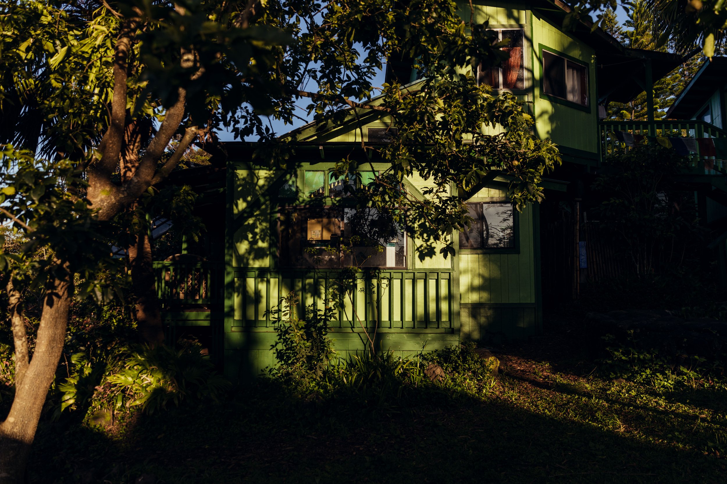 A green house partially hidden behind trees and plants, with sunlight casting shadows on it.