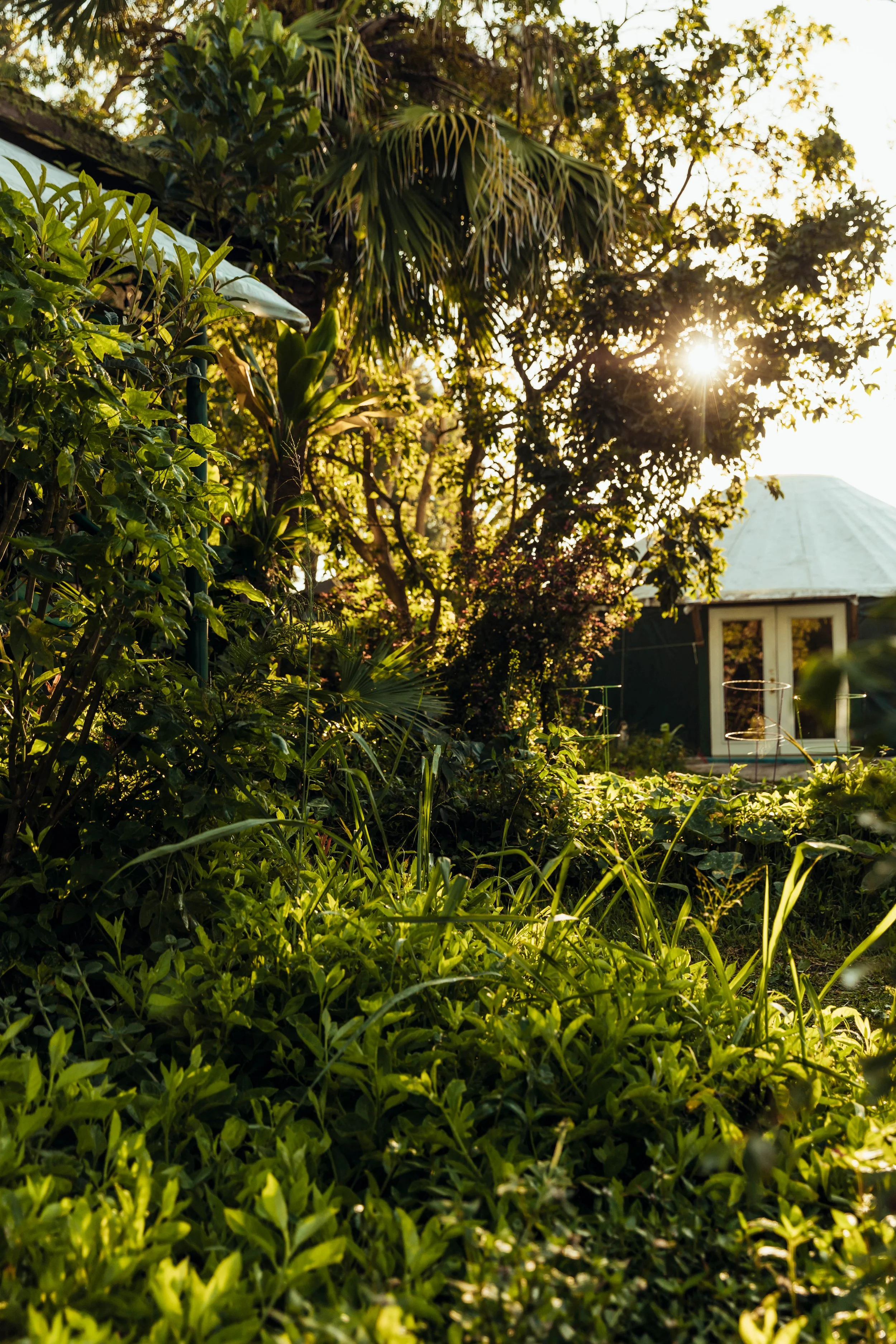 Sunlight filtering through a lush garden with various green plants, trees, and a small structure with a white roof in the background.
