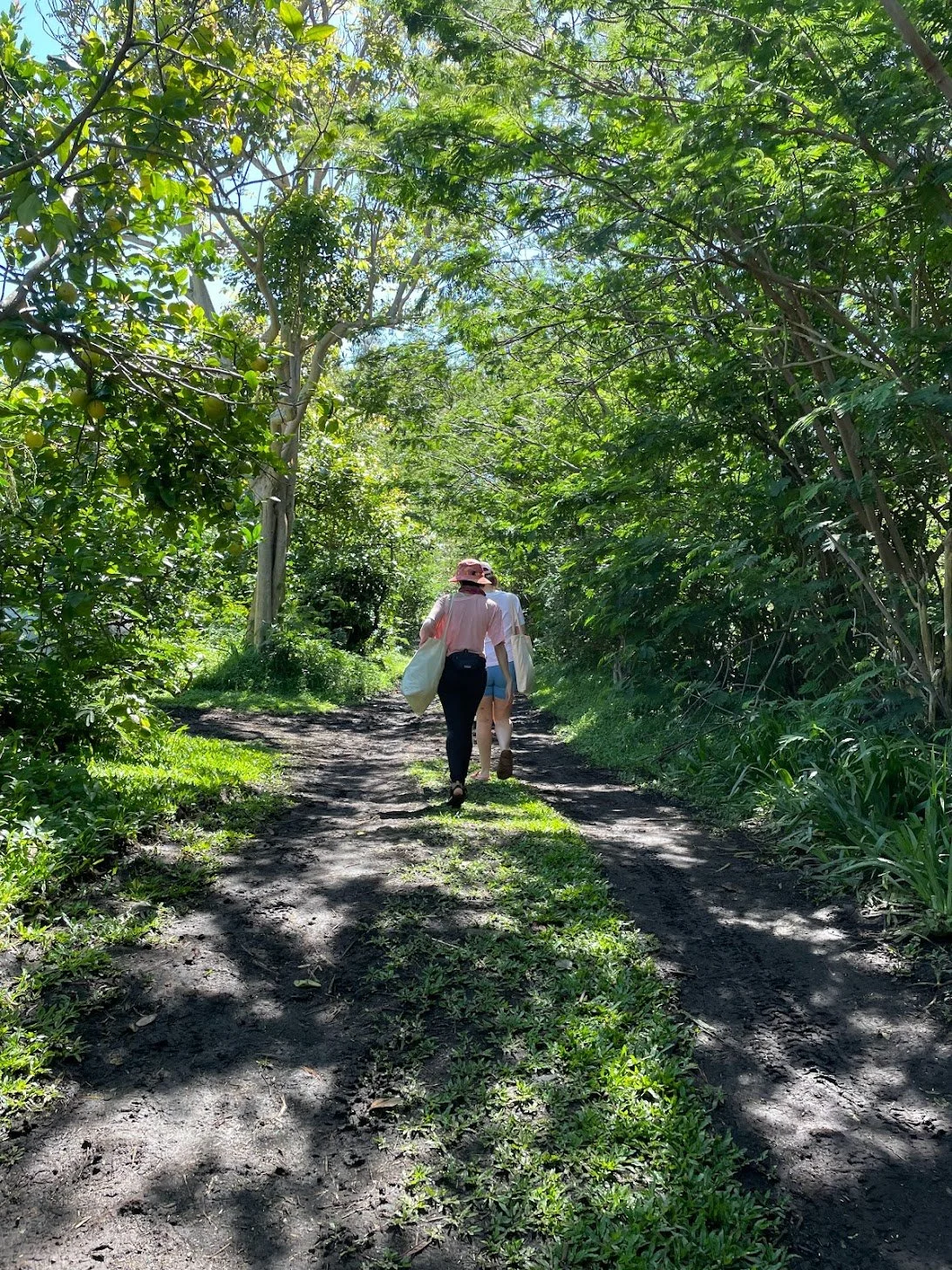 Three people walking on a dirt trail through lush green trees on a sunny day.