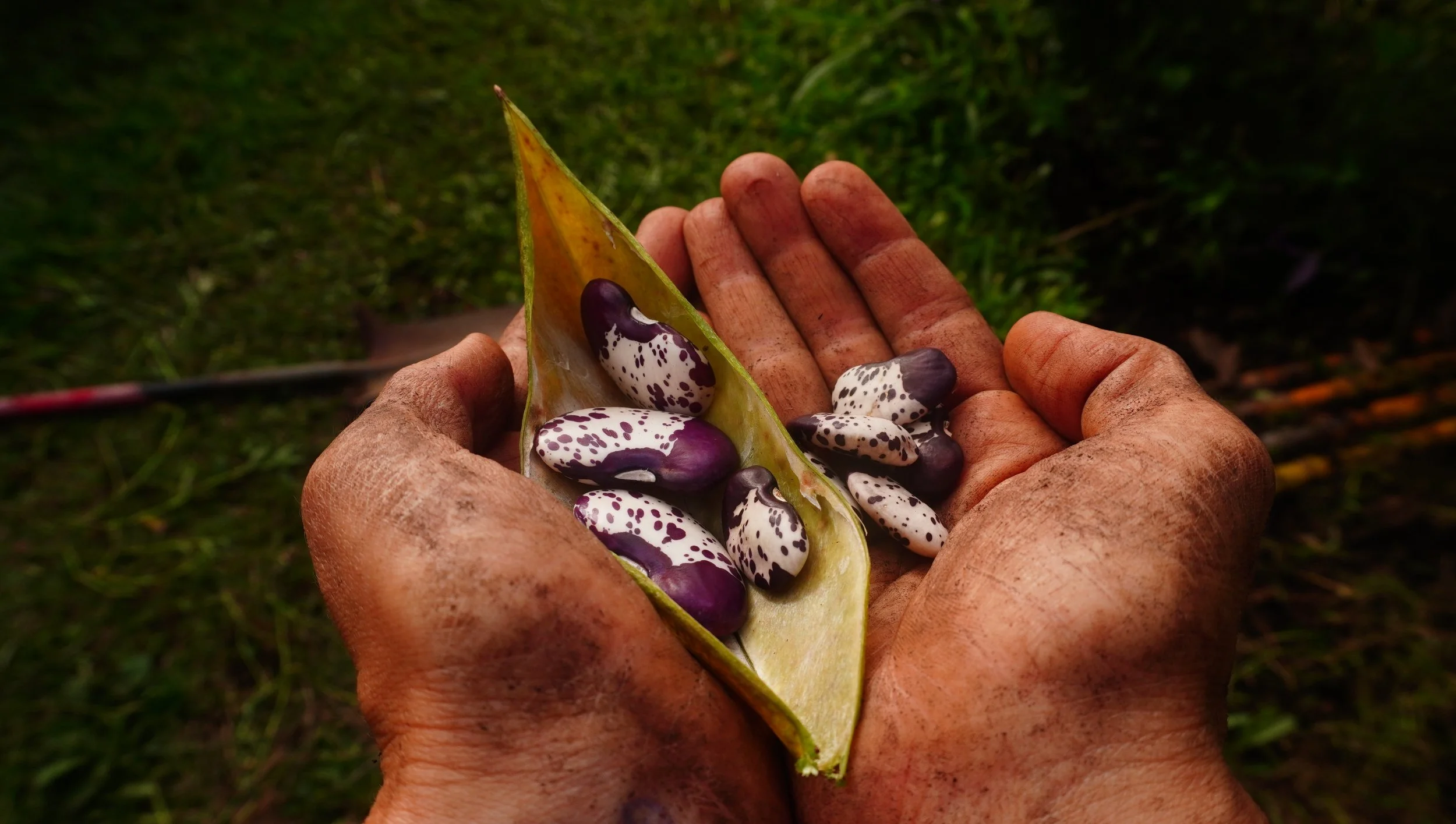Growing Food for the Community