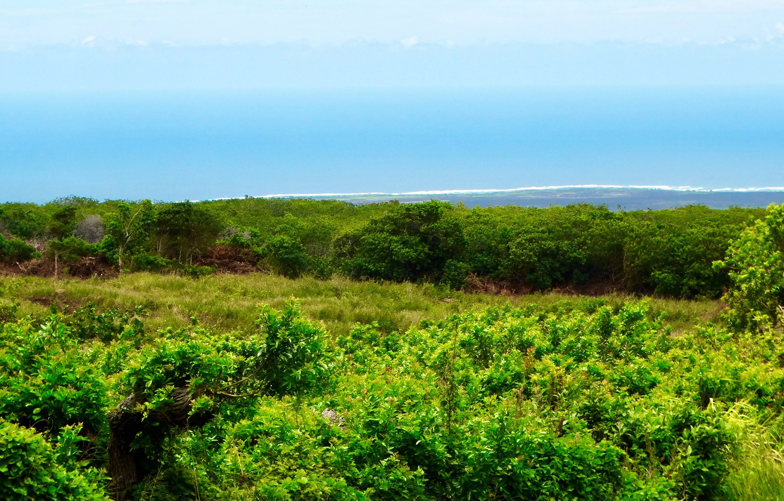 A lush green landscape with dense shrubbery and trees leading to a distant coastline under a partly cloudy blue sky.