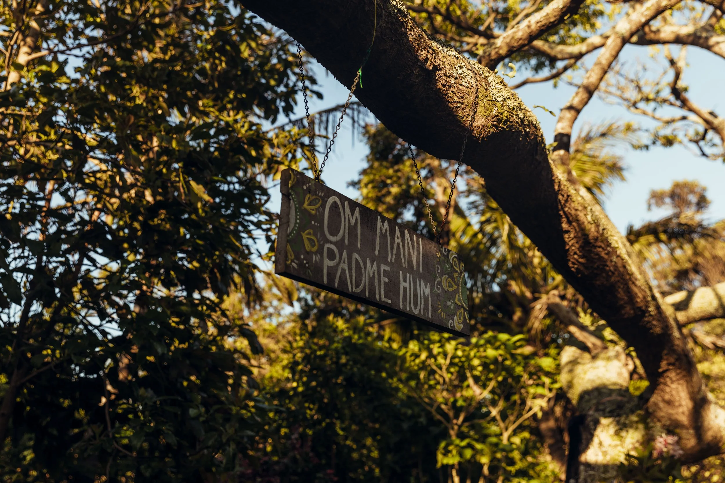 A sign hanging from a tree branch with a chain, with greenery and branches in the background, illuminated by sunlight.