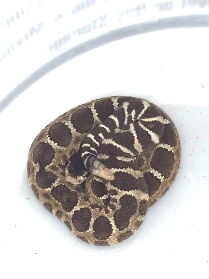 A coiled Norther Pacific Rattle Snake inside a white container.