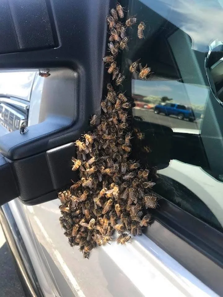 Cluster of honeybees on the side mirror of a vehicle in a parking lot.