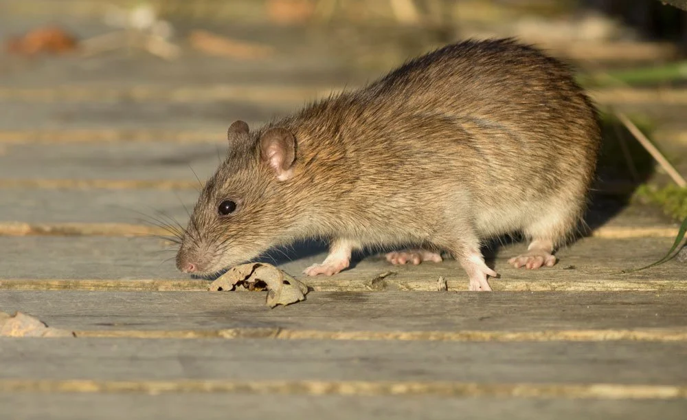 A Norway Rat on a wooden surface, sniffing or investigating a small piece of debris.