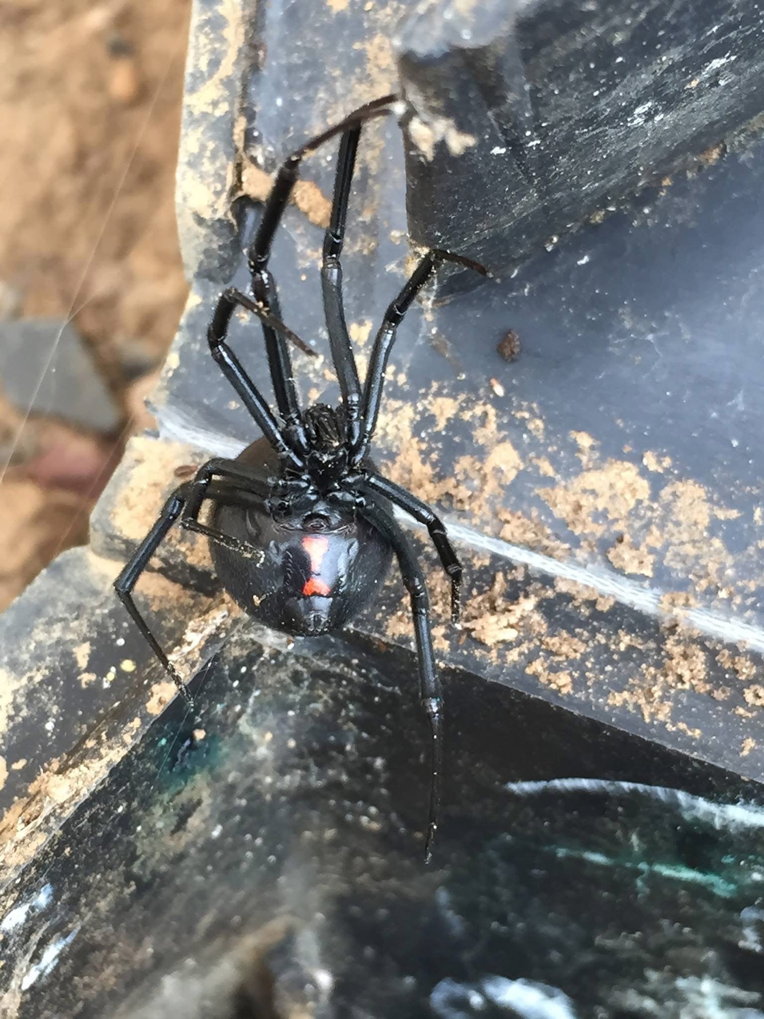 Close-up of a black widow spider hanging from an intricate web inside a dark, enclosed space with dirt and debris.