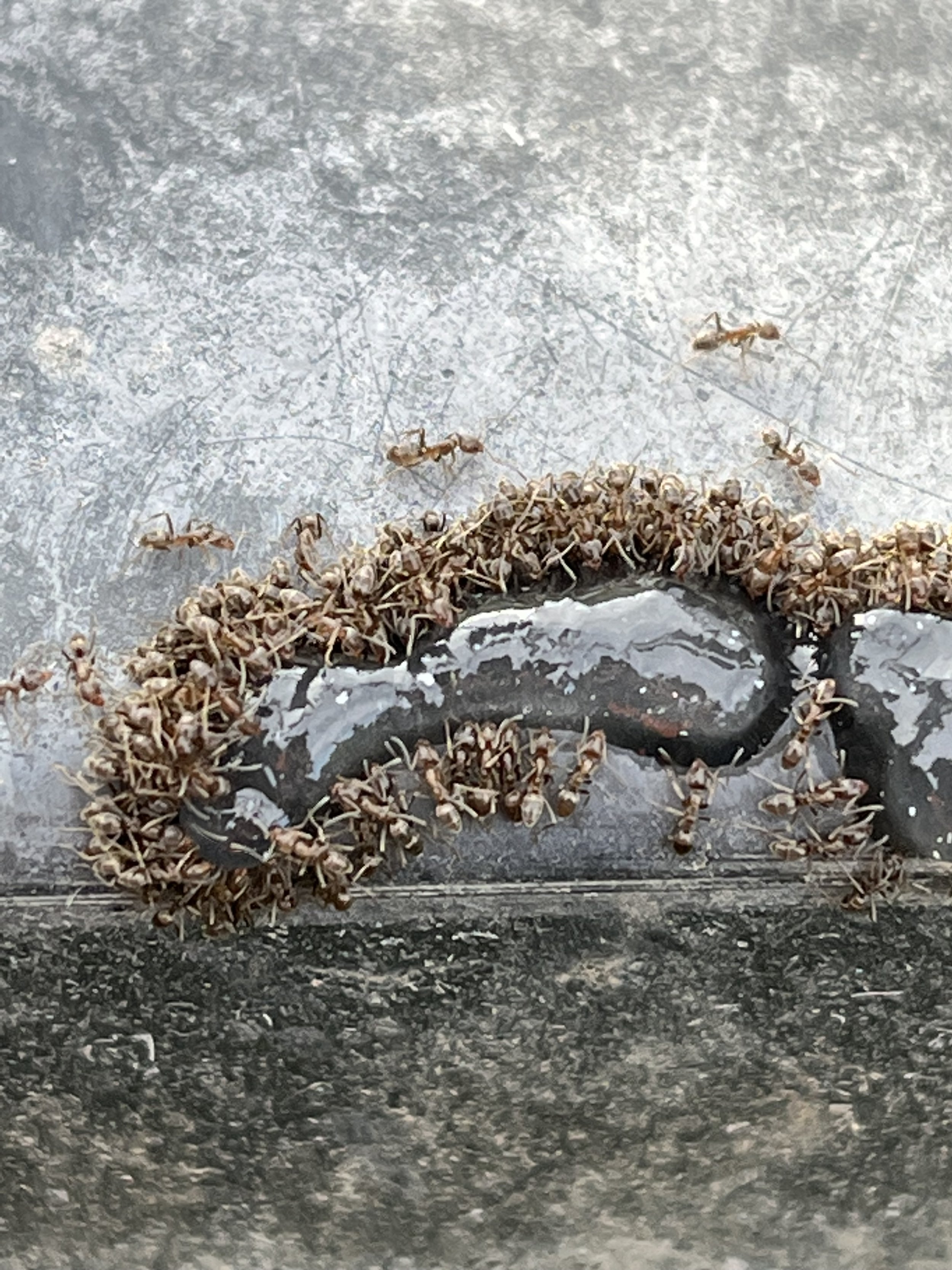 Close-up of an ant colony on a dark surface with numerous small ants gathered around the entrance hole.