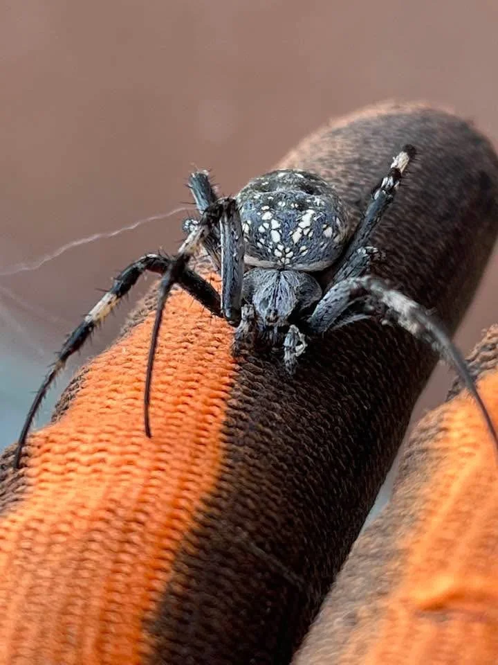 Close-up of a Shamrock Orb Weaver, climbing on an orange and brown fabric surface.
