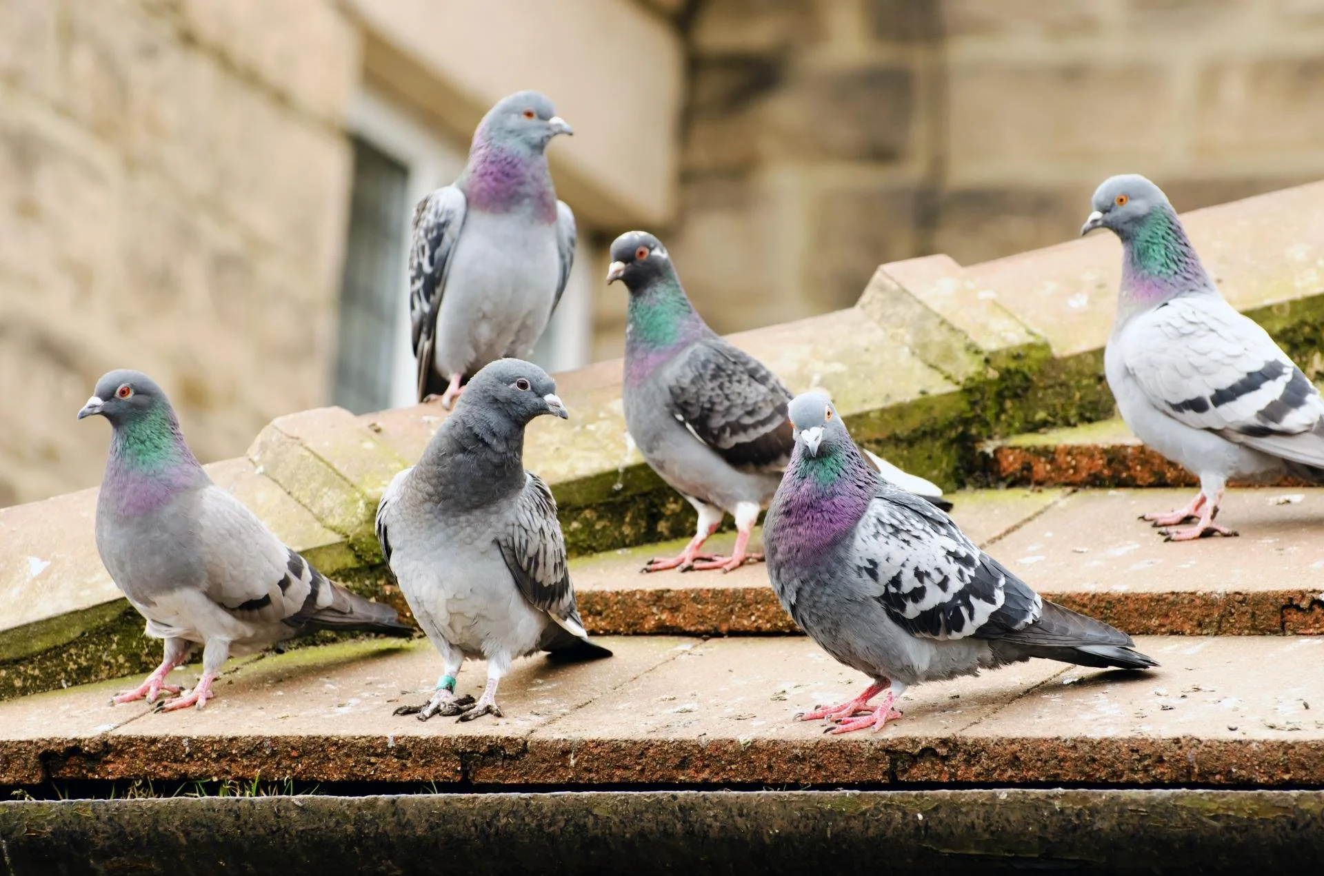 A group of eight pigeons with gray and white feathers and iridescent necks, some with green or purple sheen, standing on a mossy brick ledge in an outdoor urban setting.