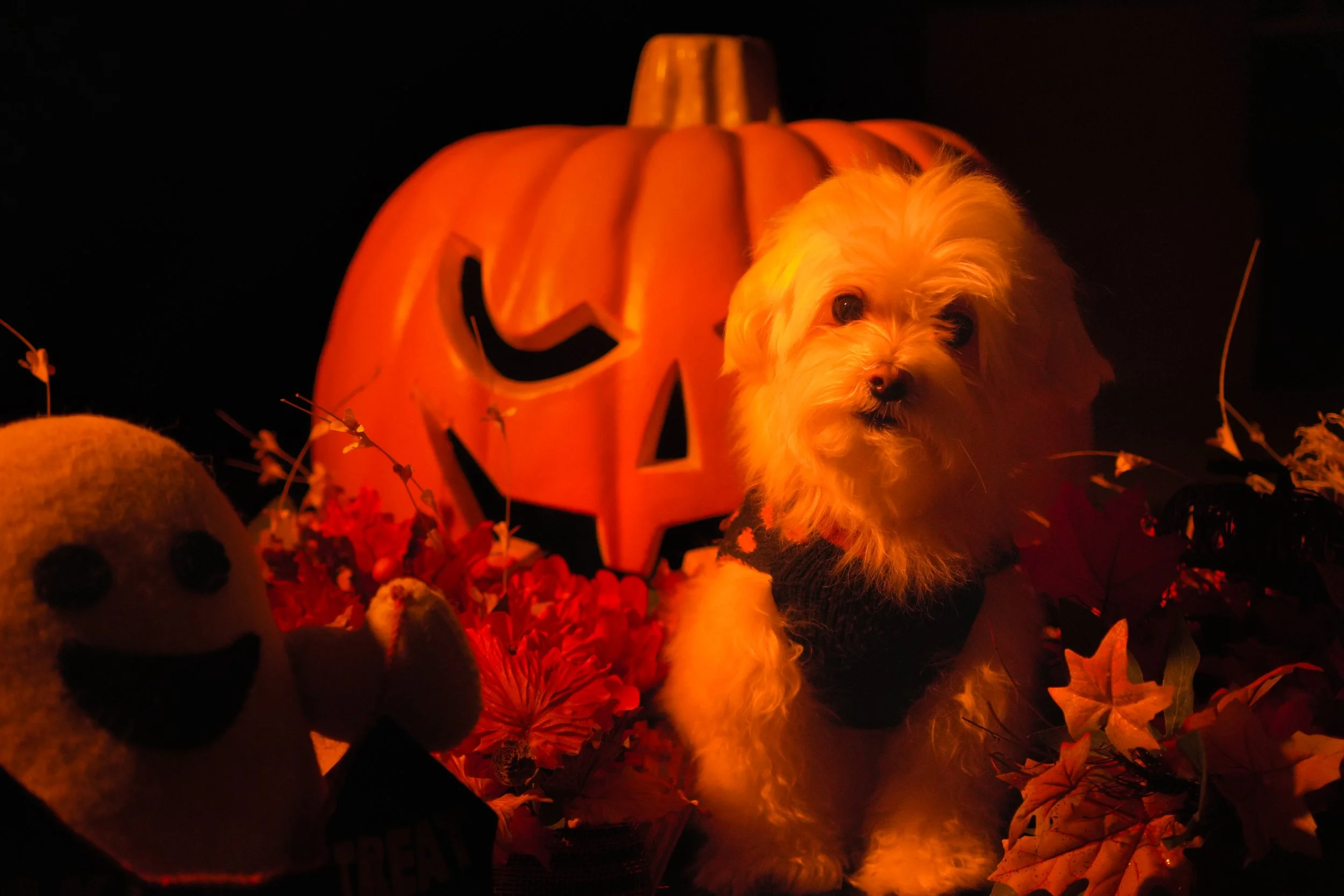 ollie-14.jpg