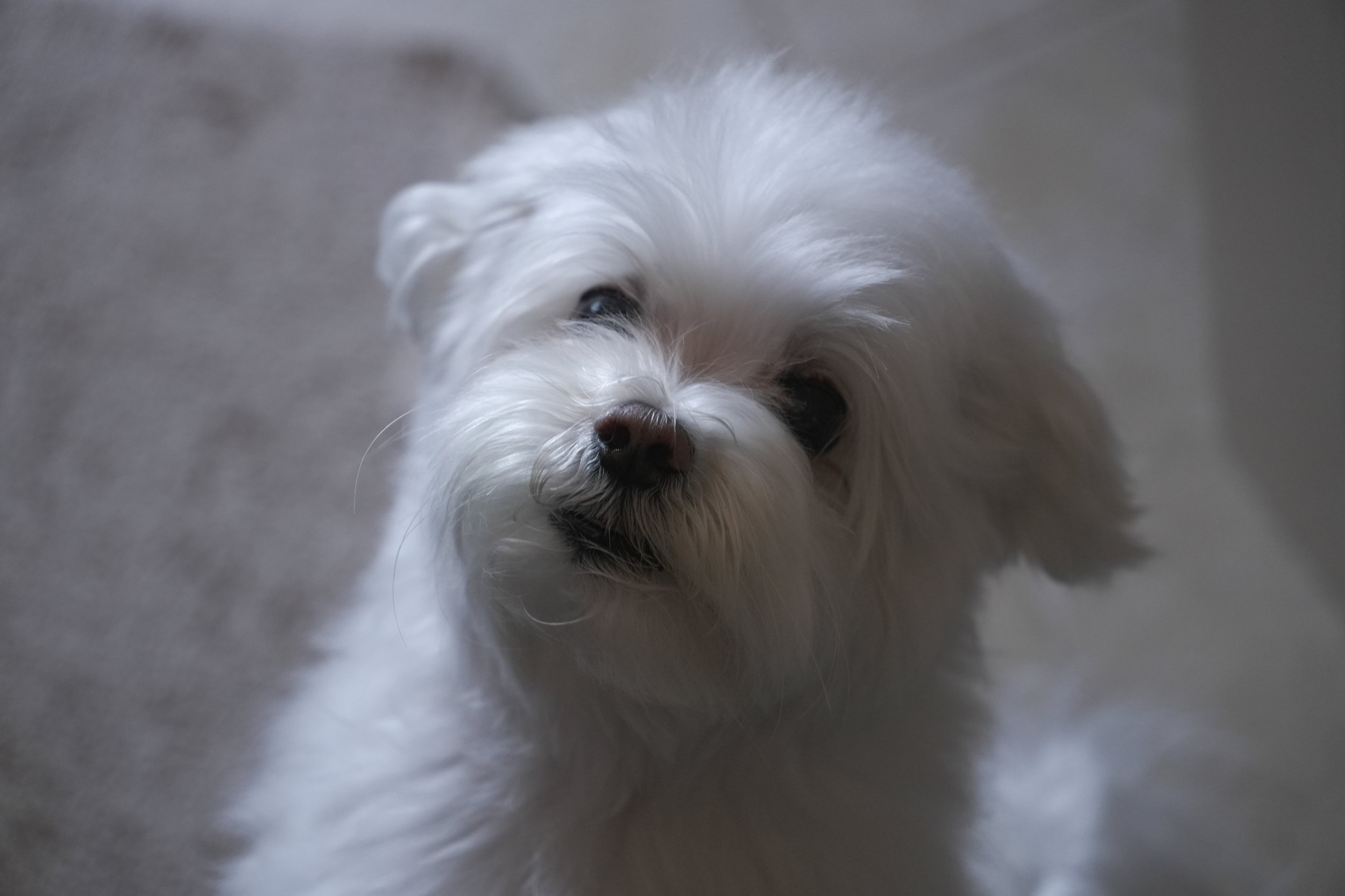 ollie-23.jpg