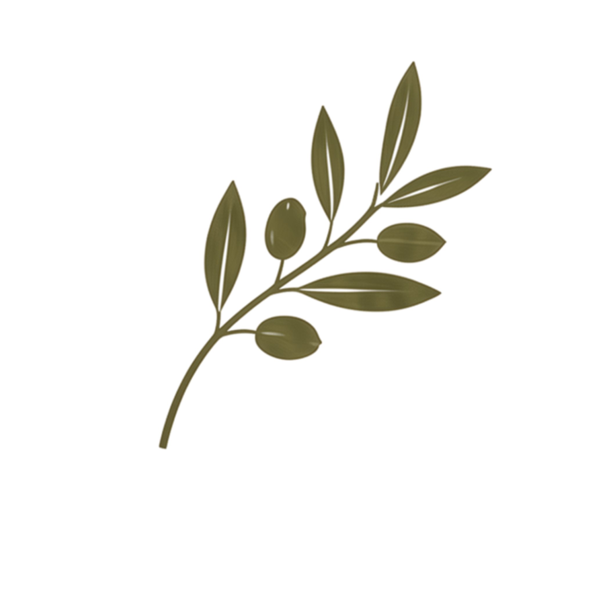 A digital illustration of a sprig of olives with three mature olives and several elongated leaves on a black background.