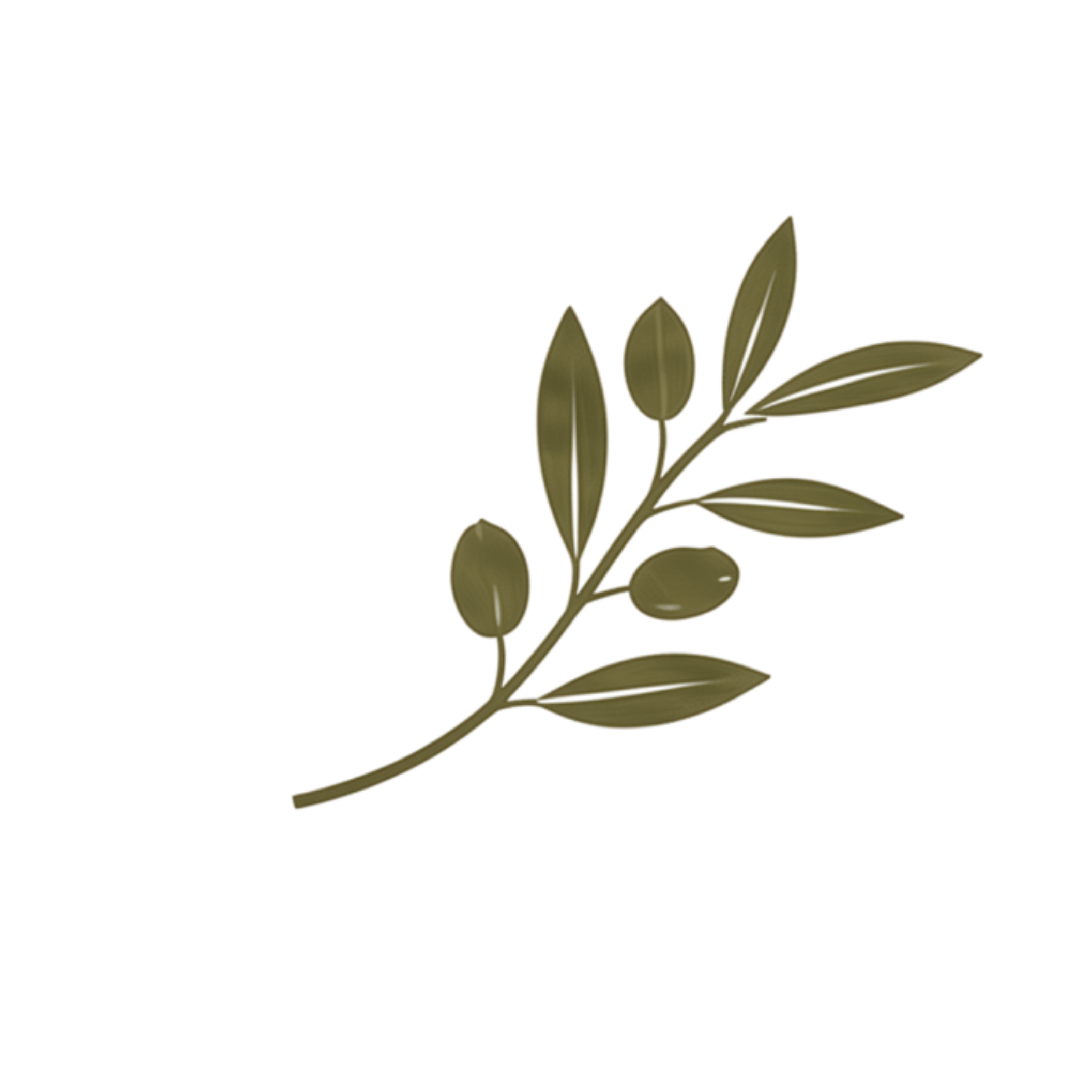 A sprig of olive leaves with some olives.