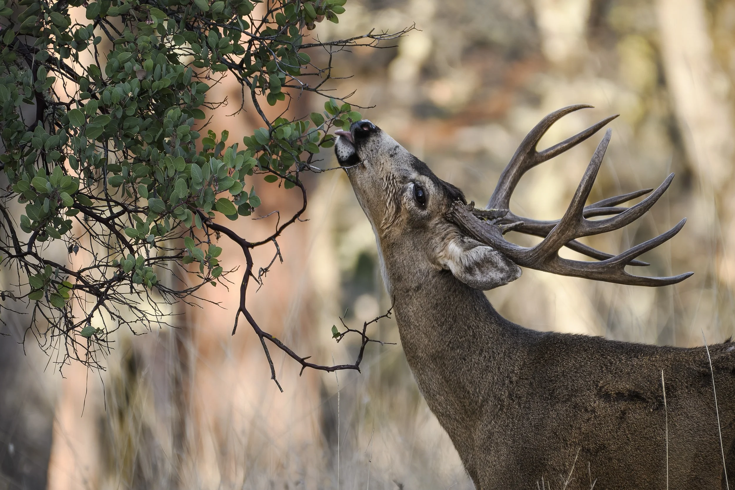 Black Tailed Deer, Ashland