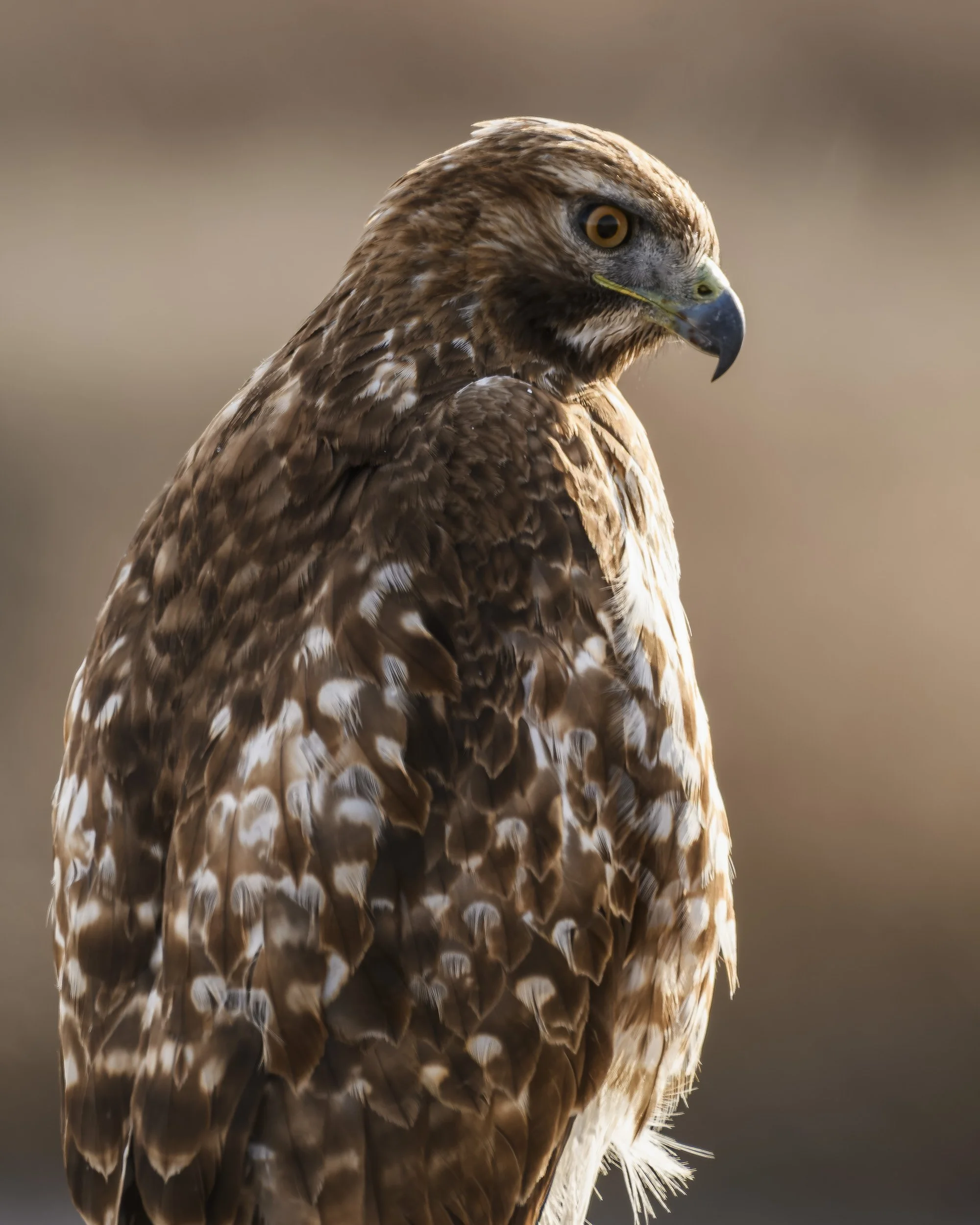 Red Tailed Hawk, Lower Klamath