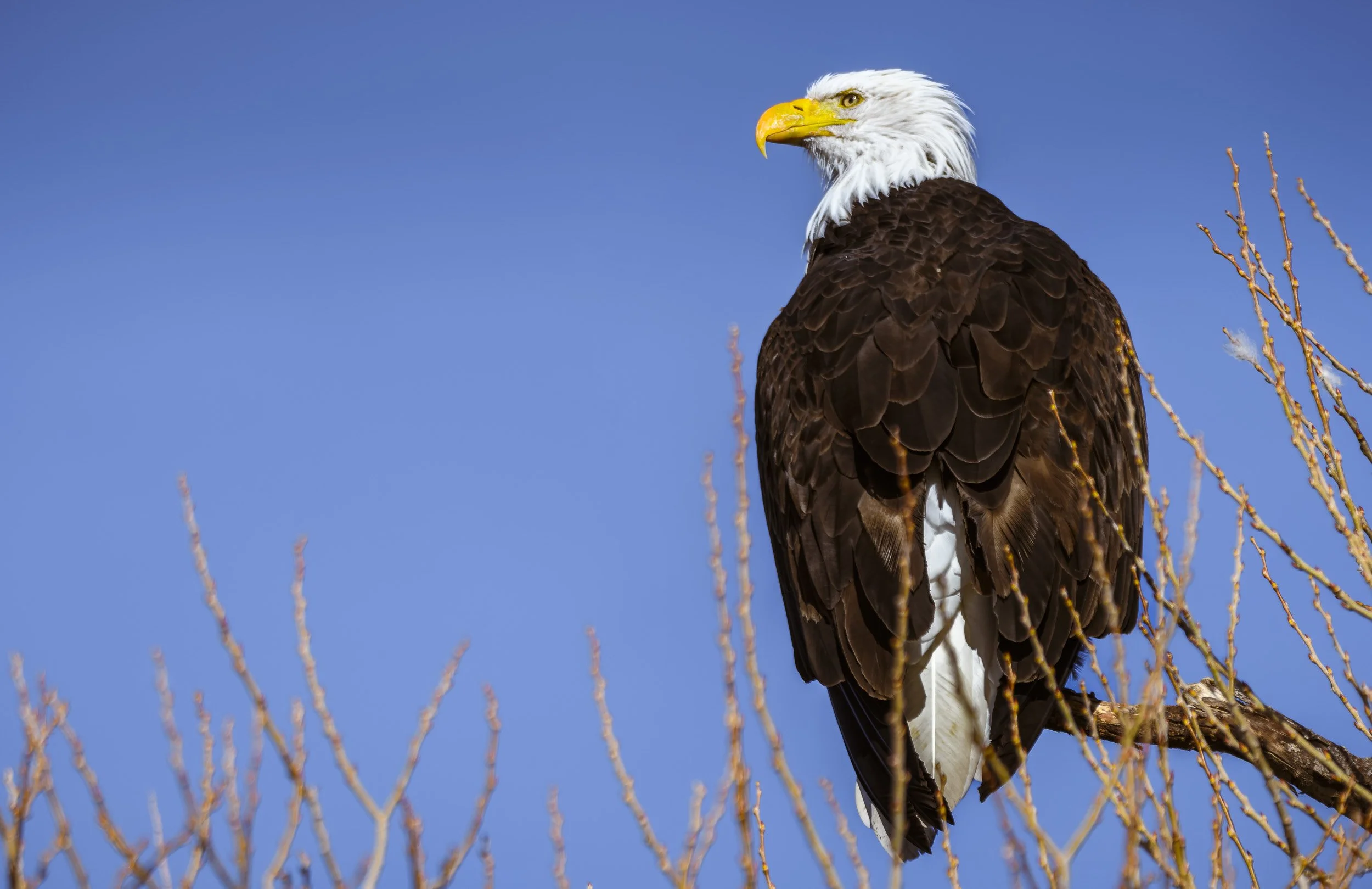 Bald Eagle Lower Klamath