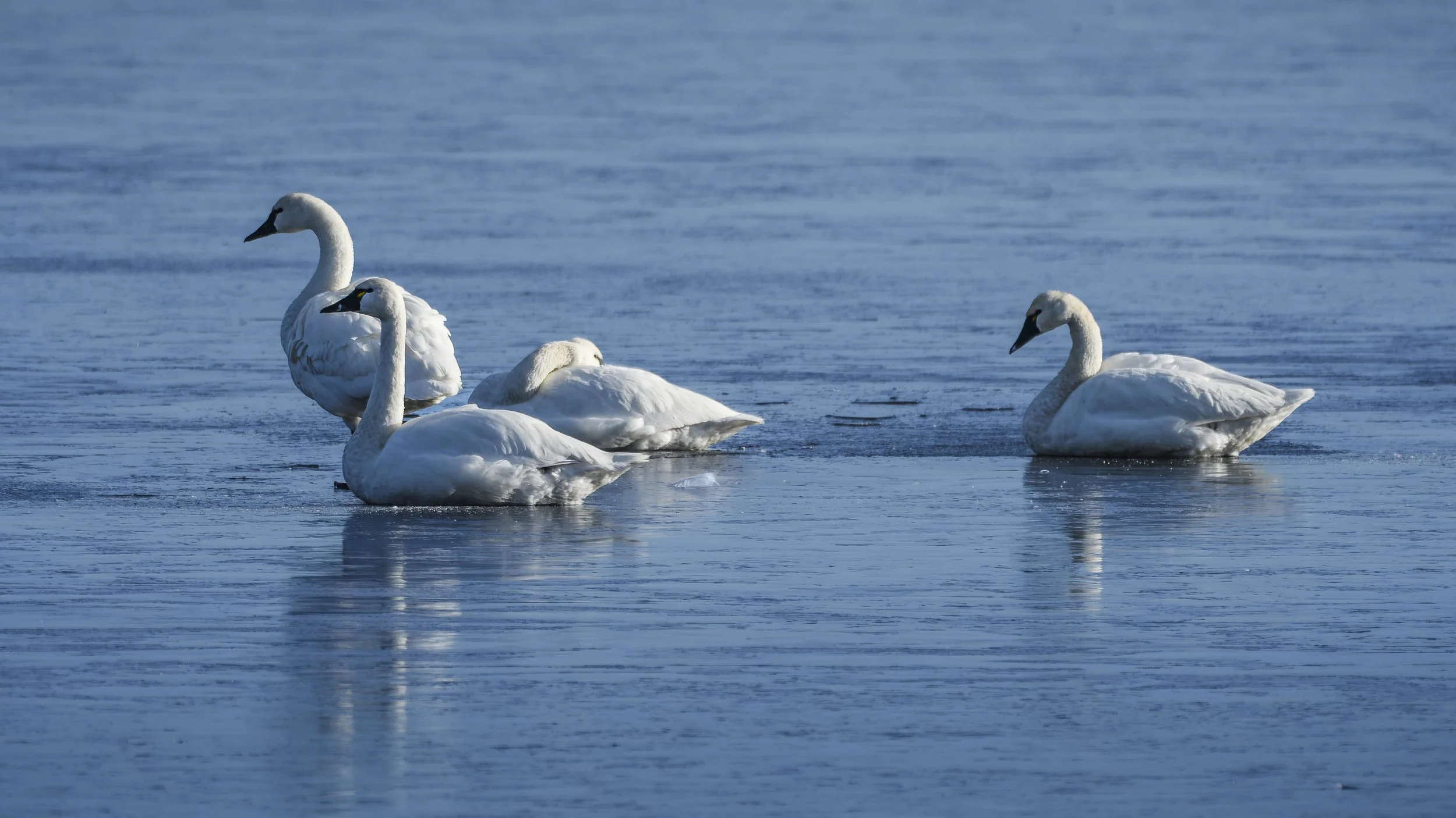 Tundra Swans on Ice, Lower Klamath