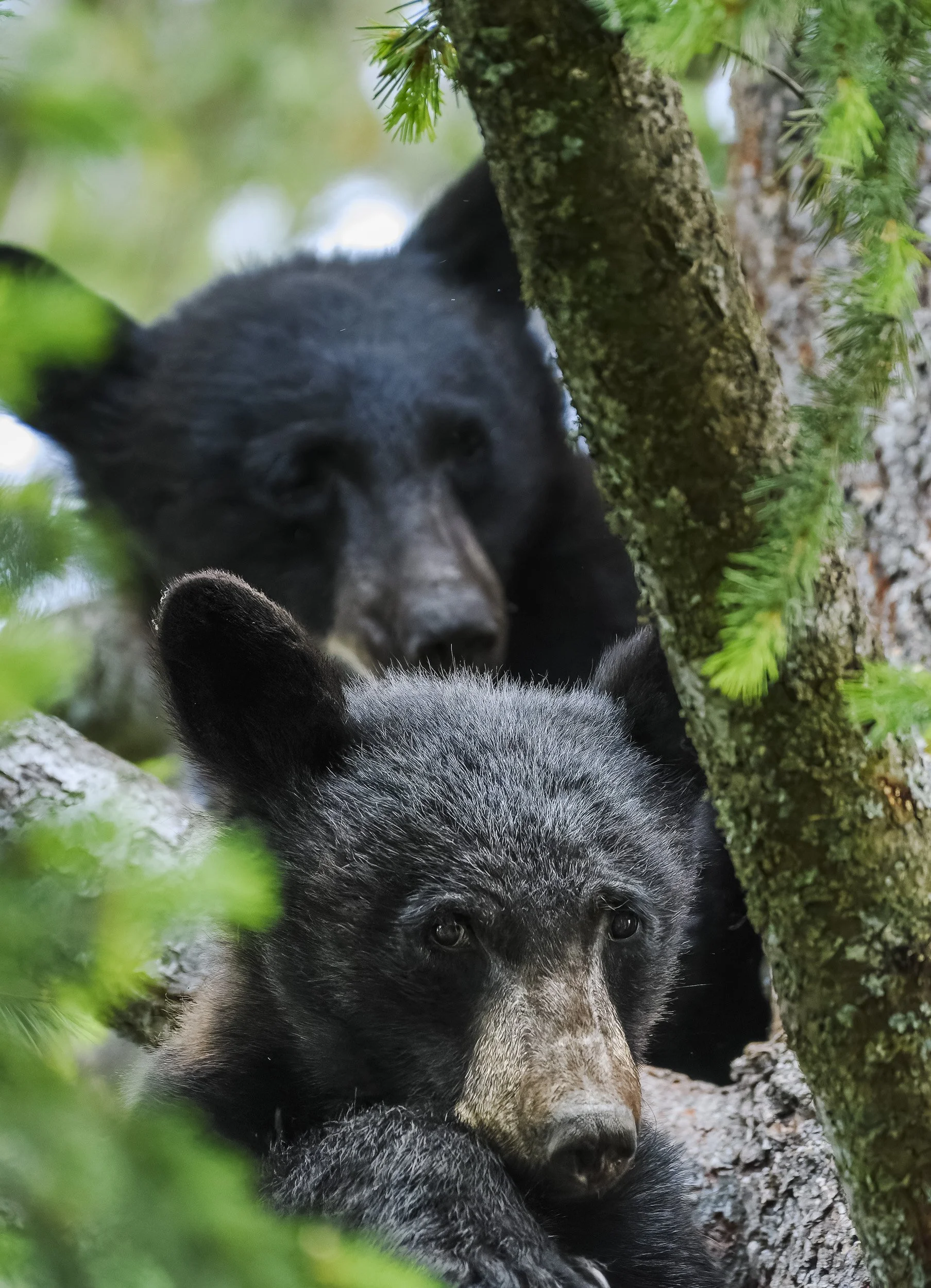 Bear Cubs, Ashland