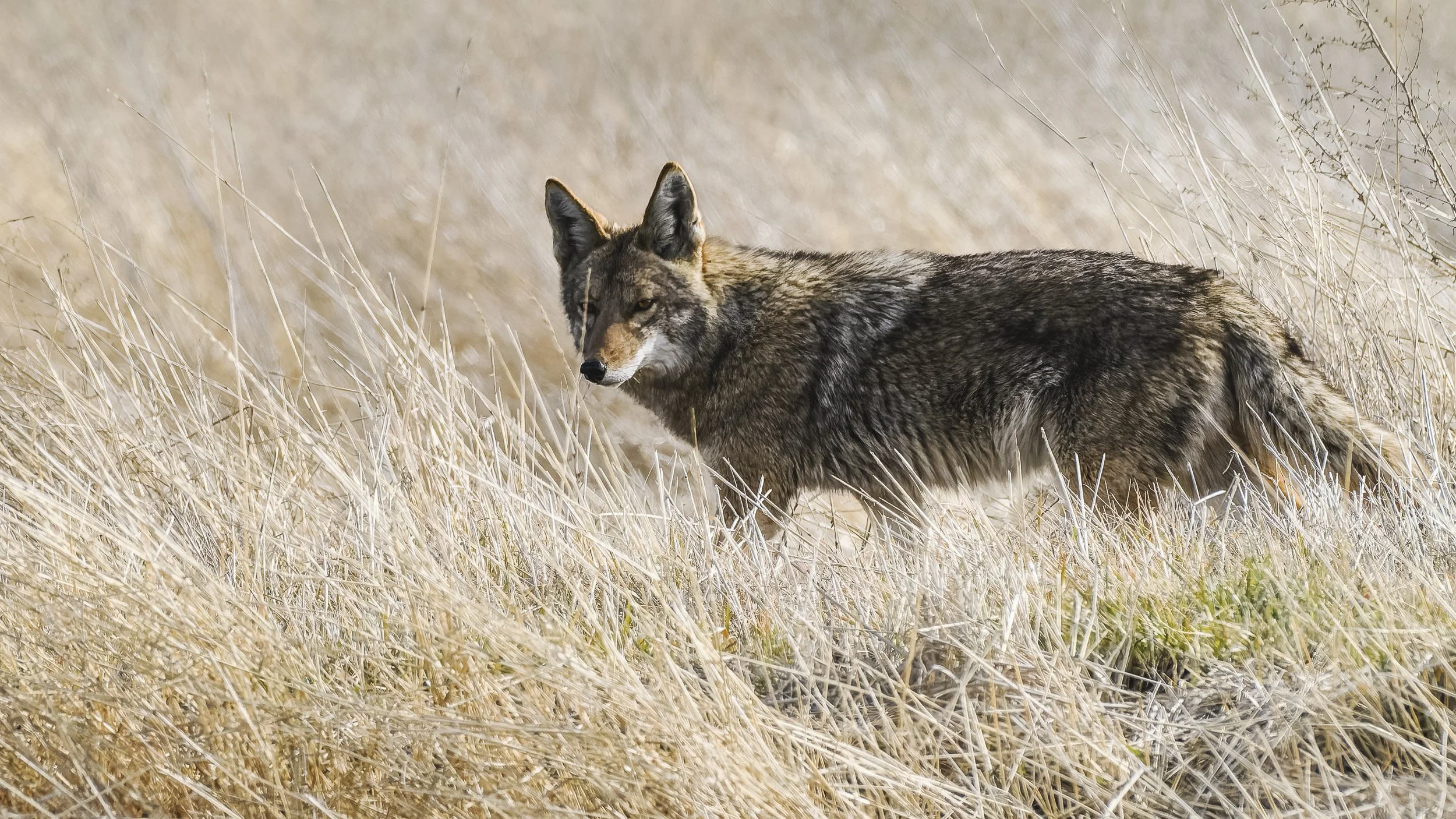 Coyote, Lower Klamath