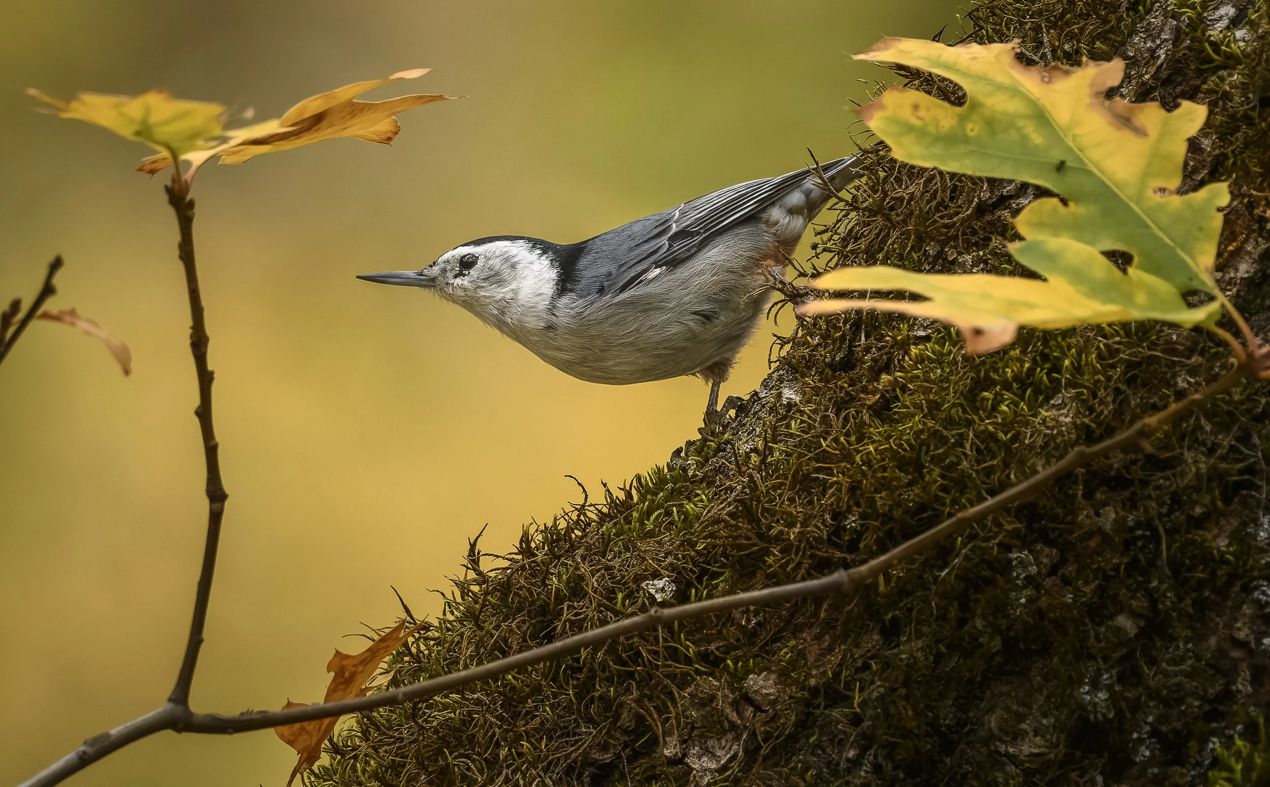 Nuthatch, Ashland