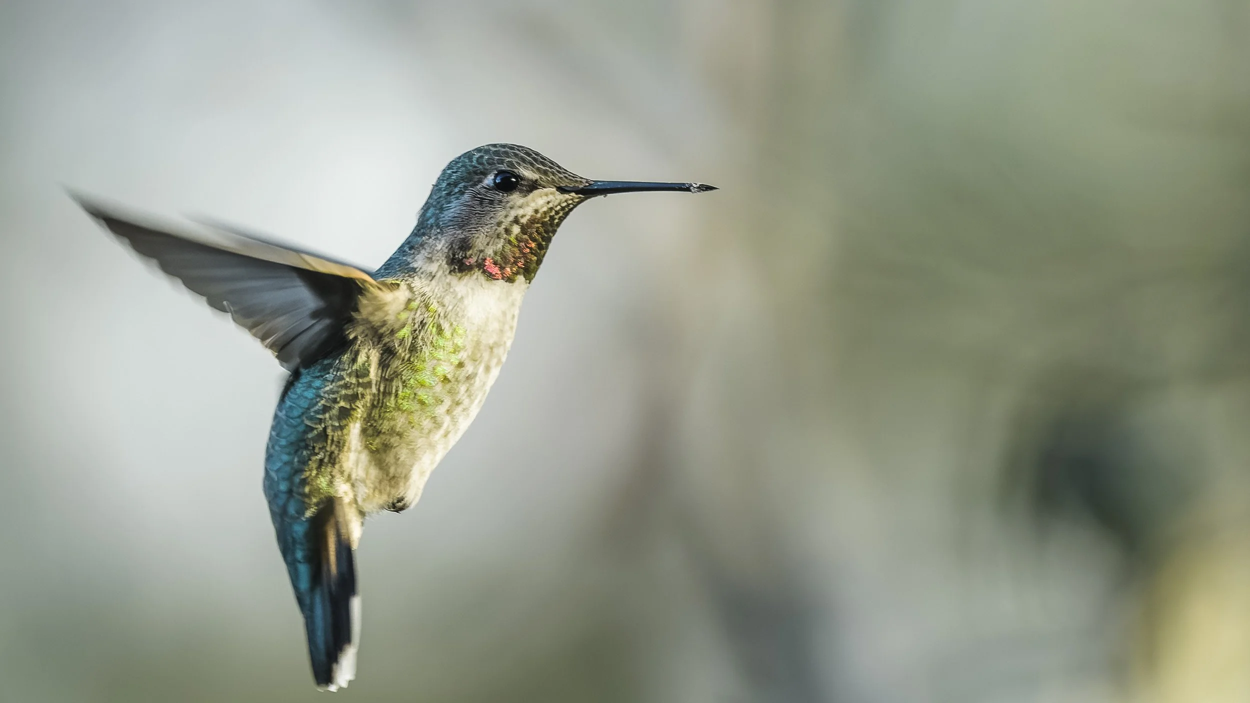 Humming Bird, Ashland