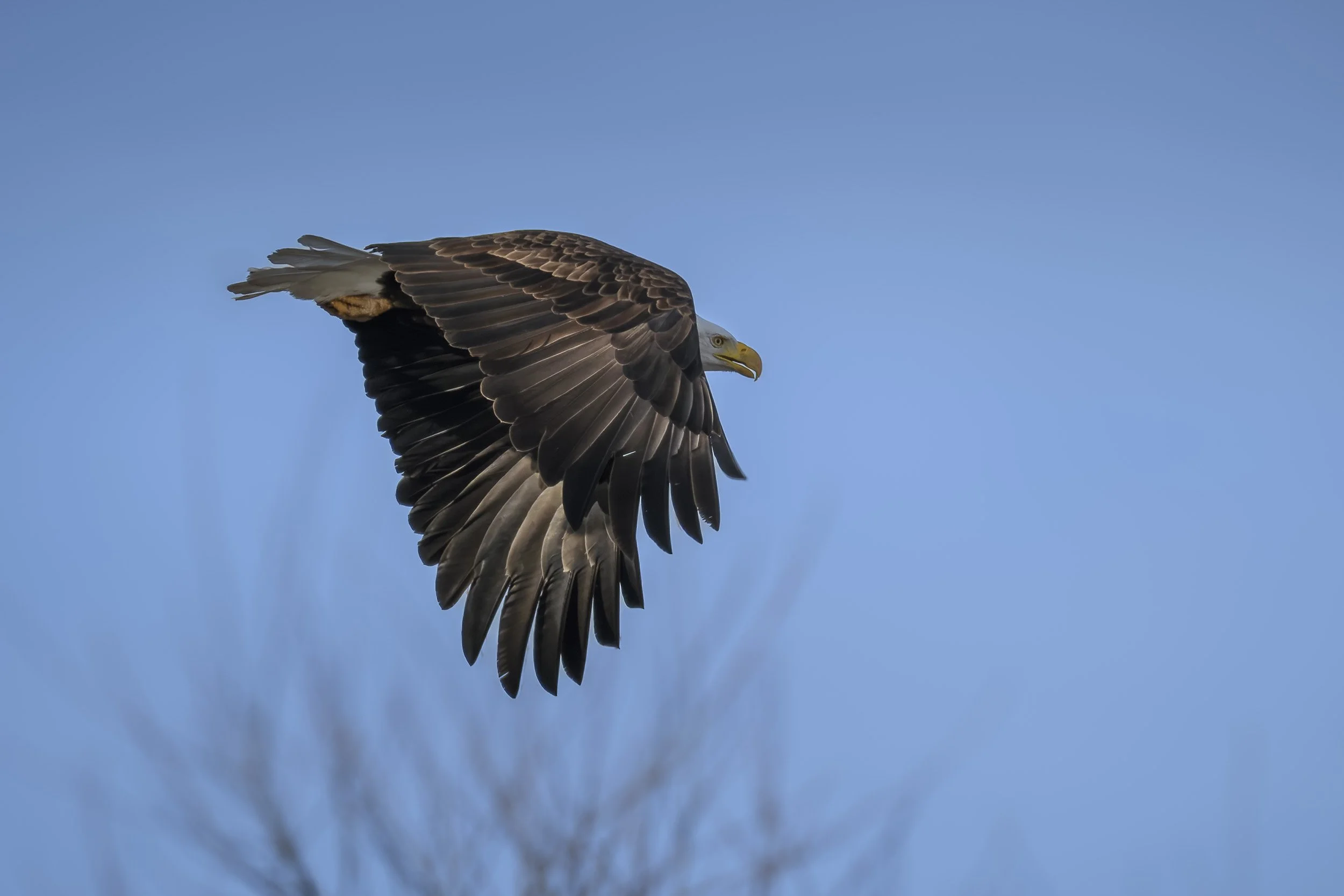 Bald Eagle, Lower Klamath