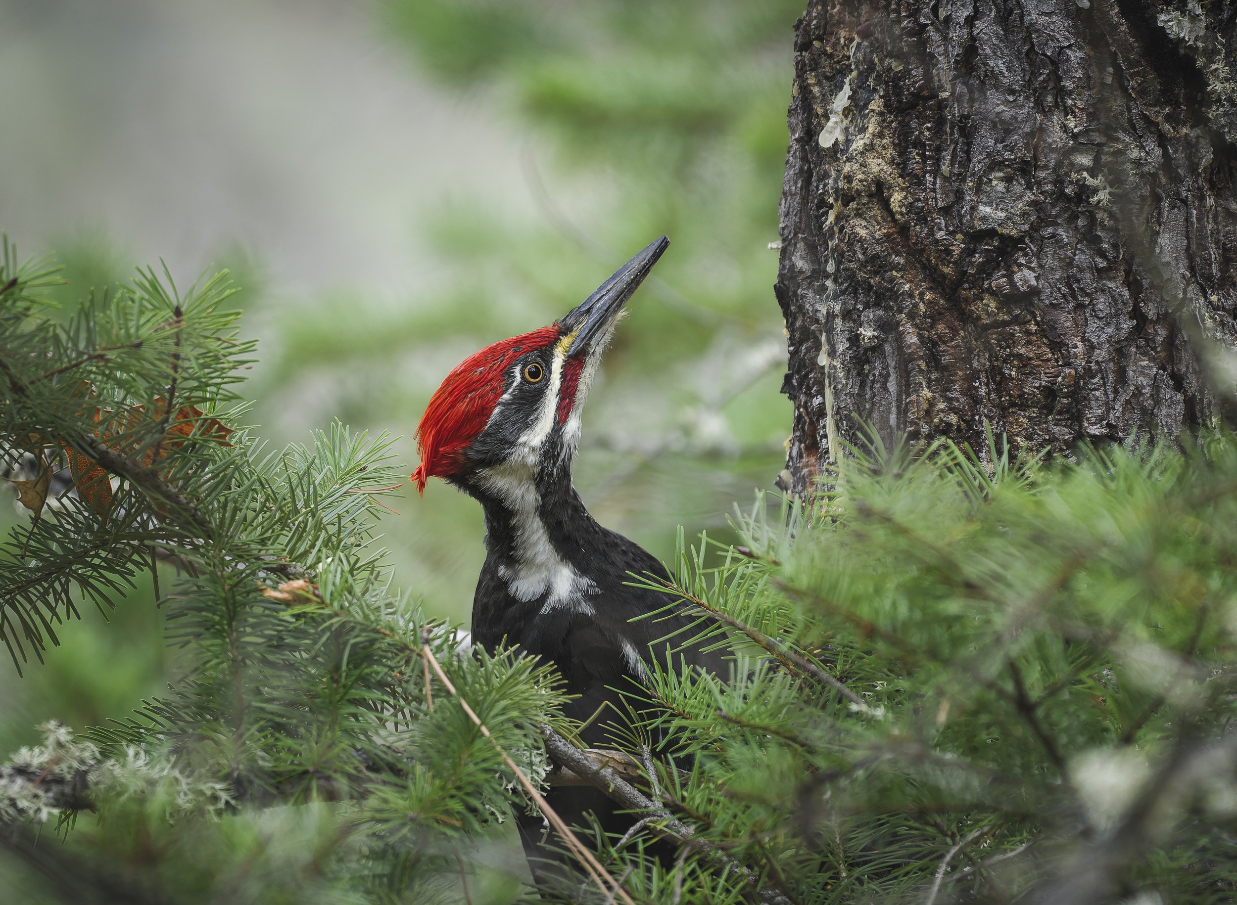 Pileated Woodpecker, Ashland