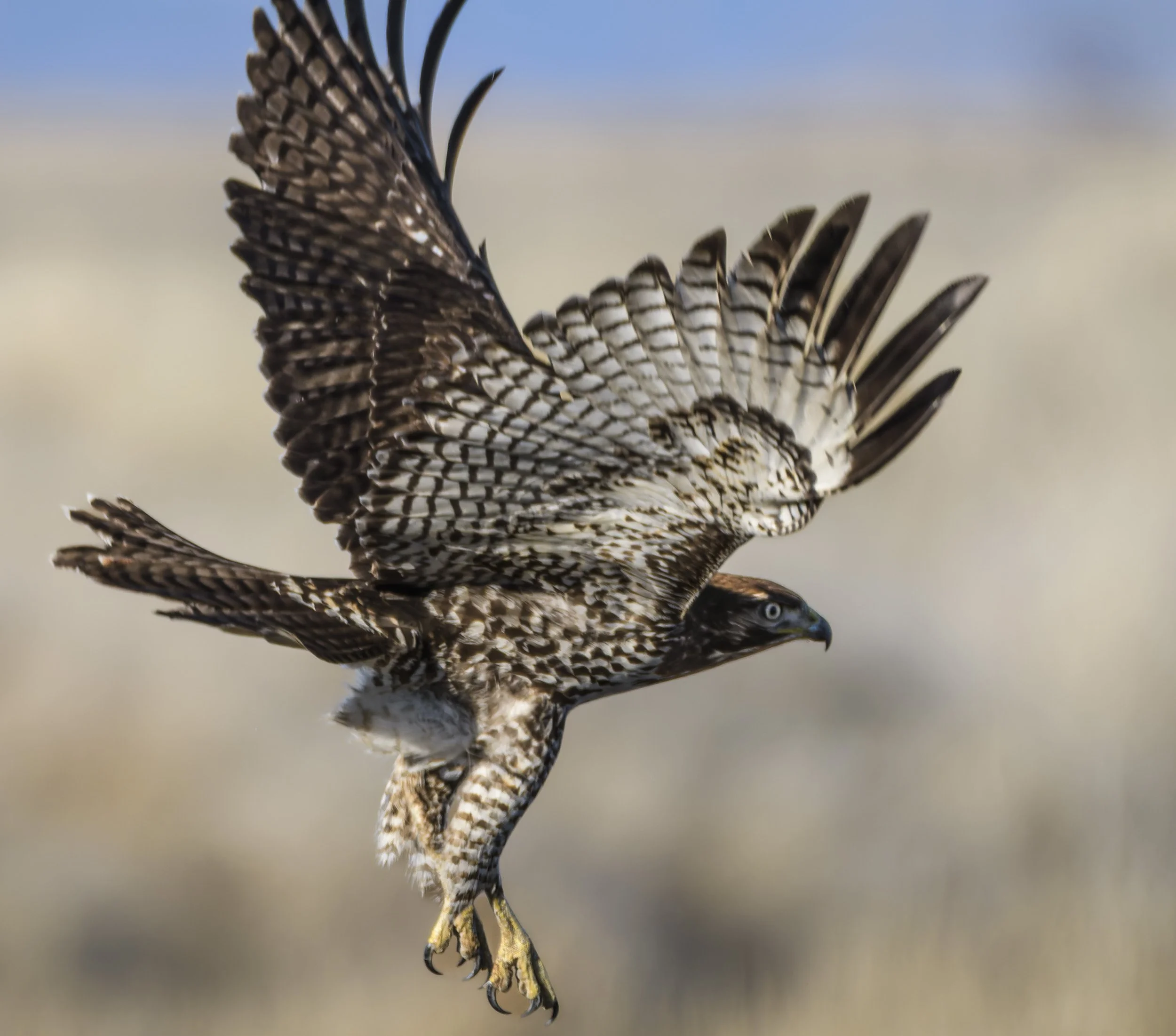 Red Tailed Hawk, Lower Klamath