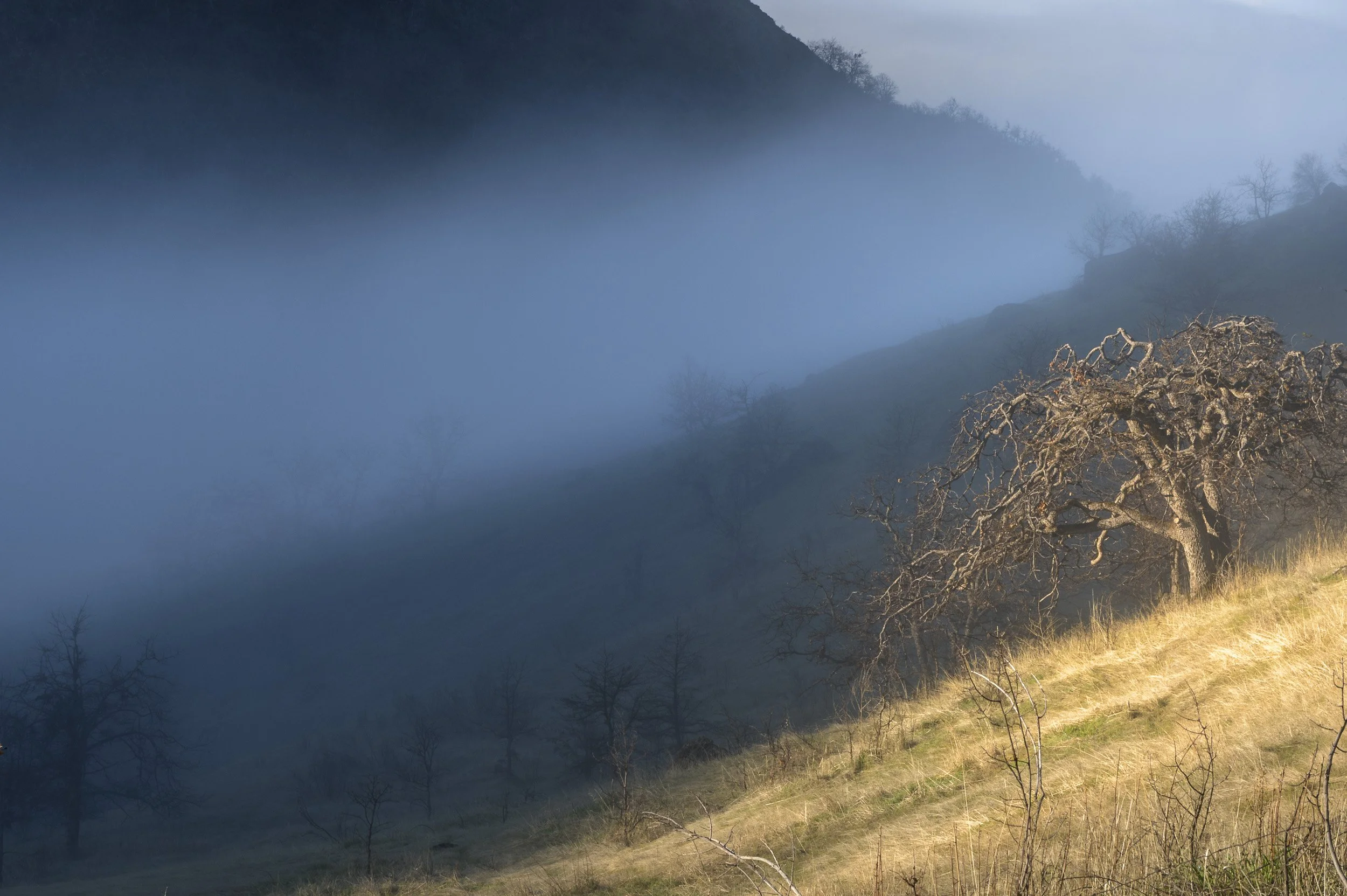 LIght on the Oak, Ashland