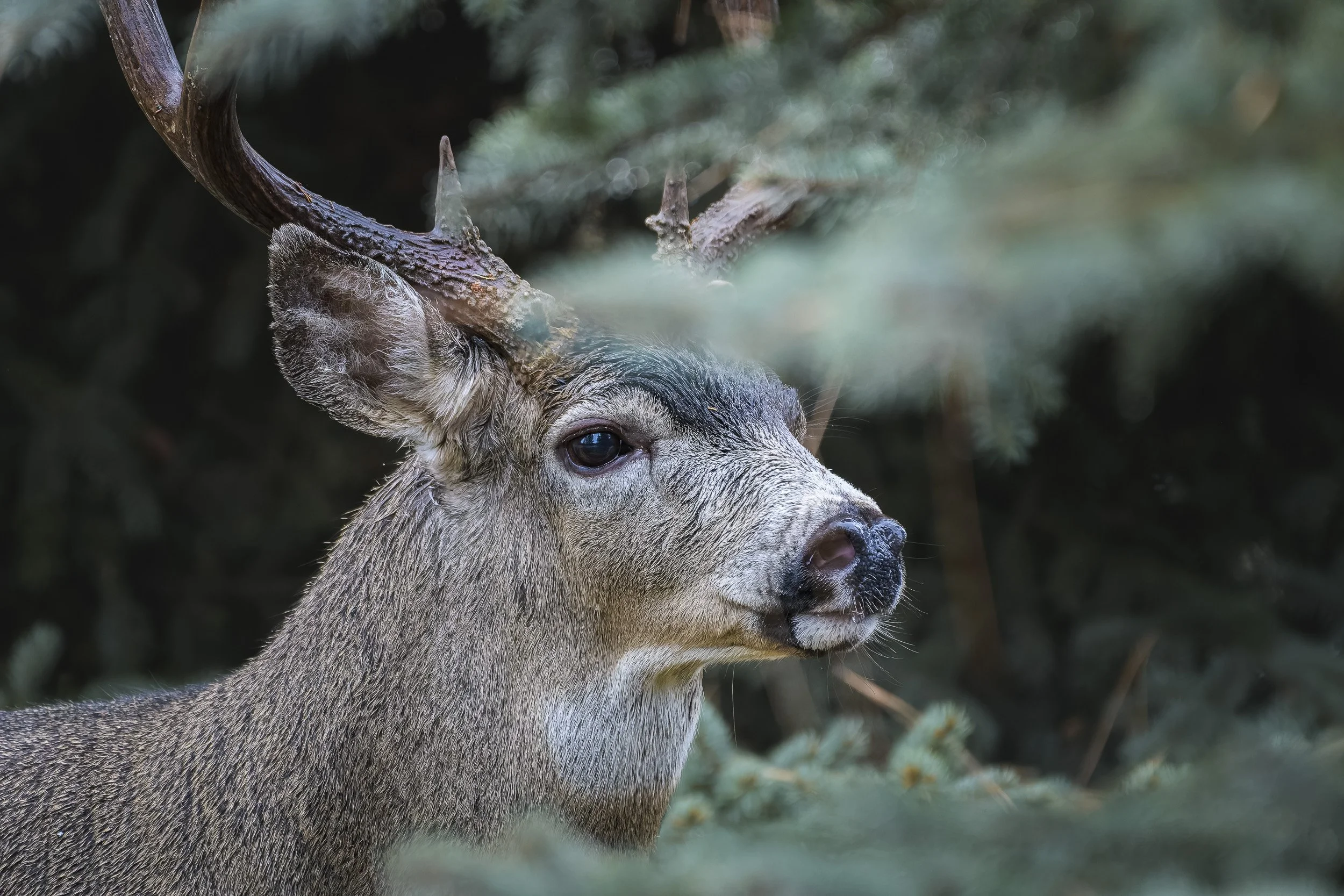 Black Tailed Deer, Ashland