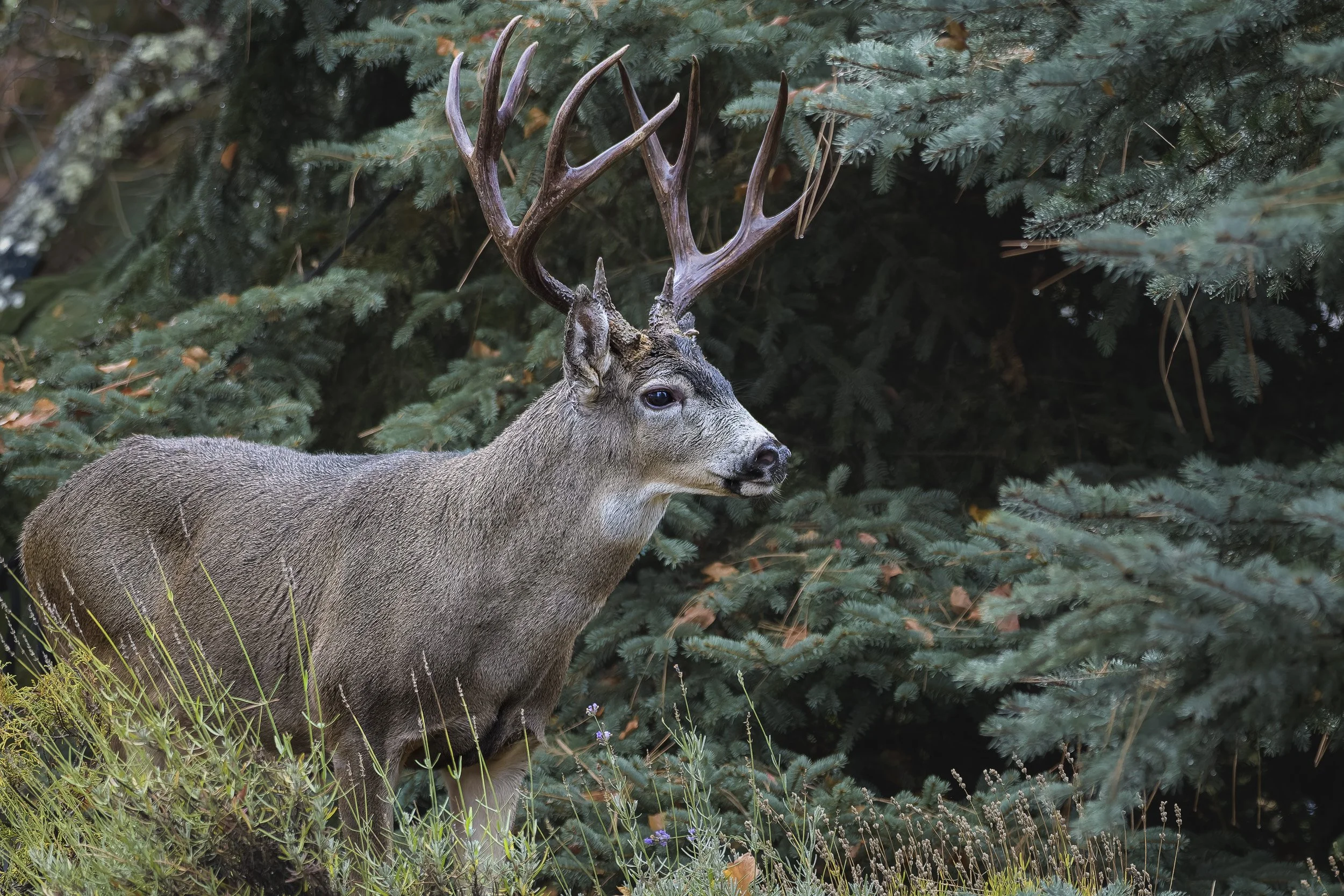 Black Tailed Deer, Ashland