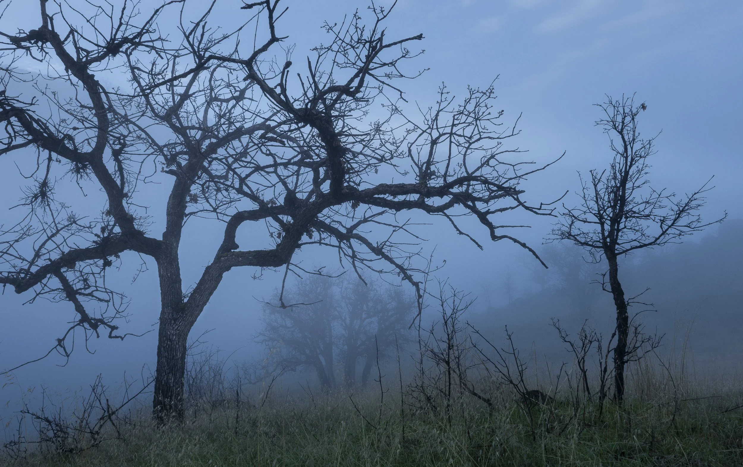 Misty Morning, Ashland