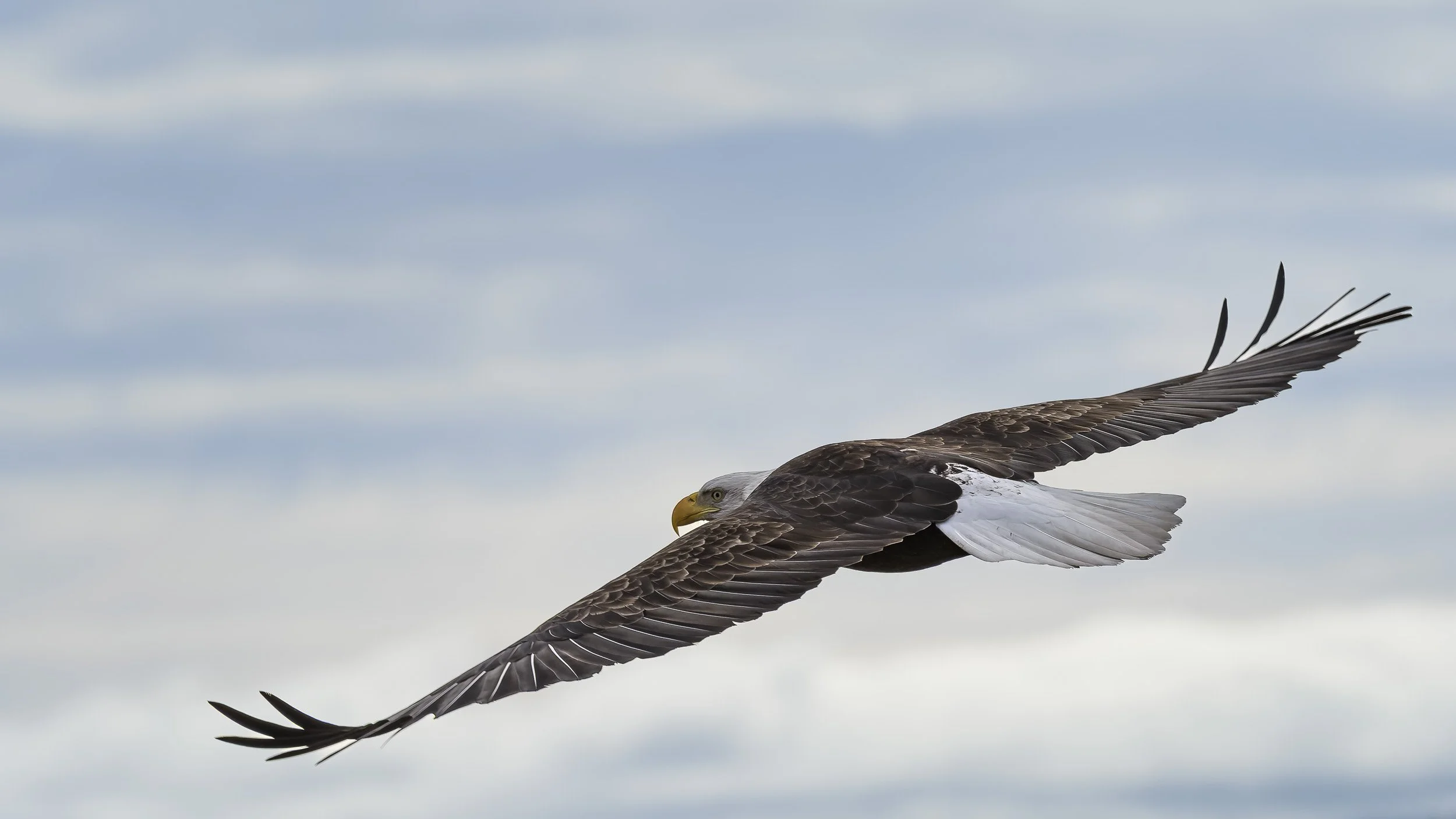 Bald Eagle, Tule Lake