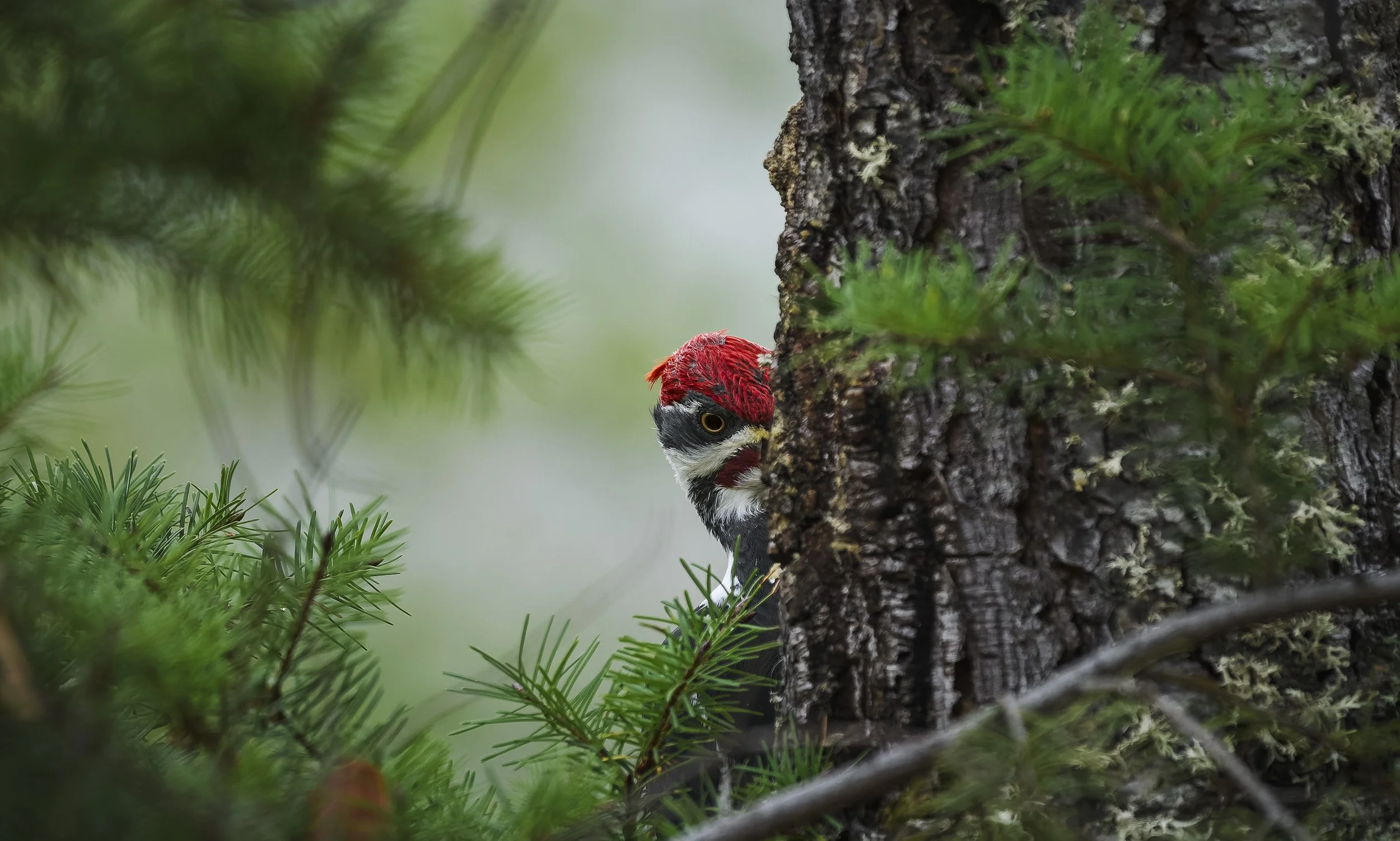 Pileated Woodpecker, Ashland