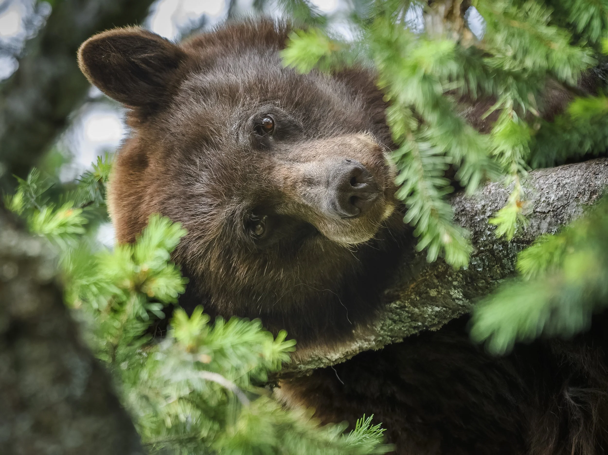 Mama Bear, Ashland